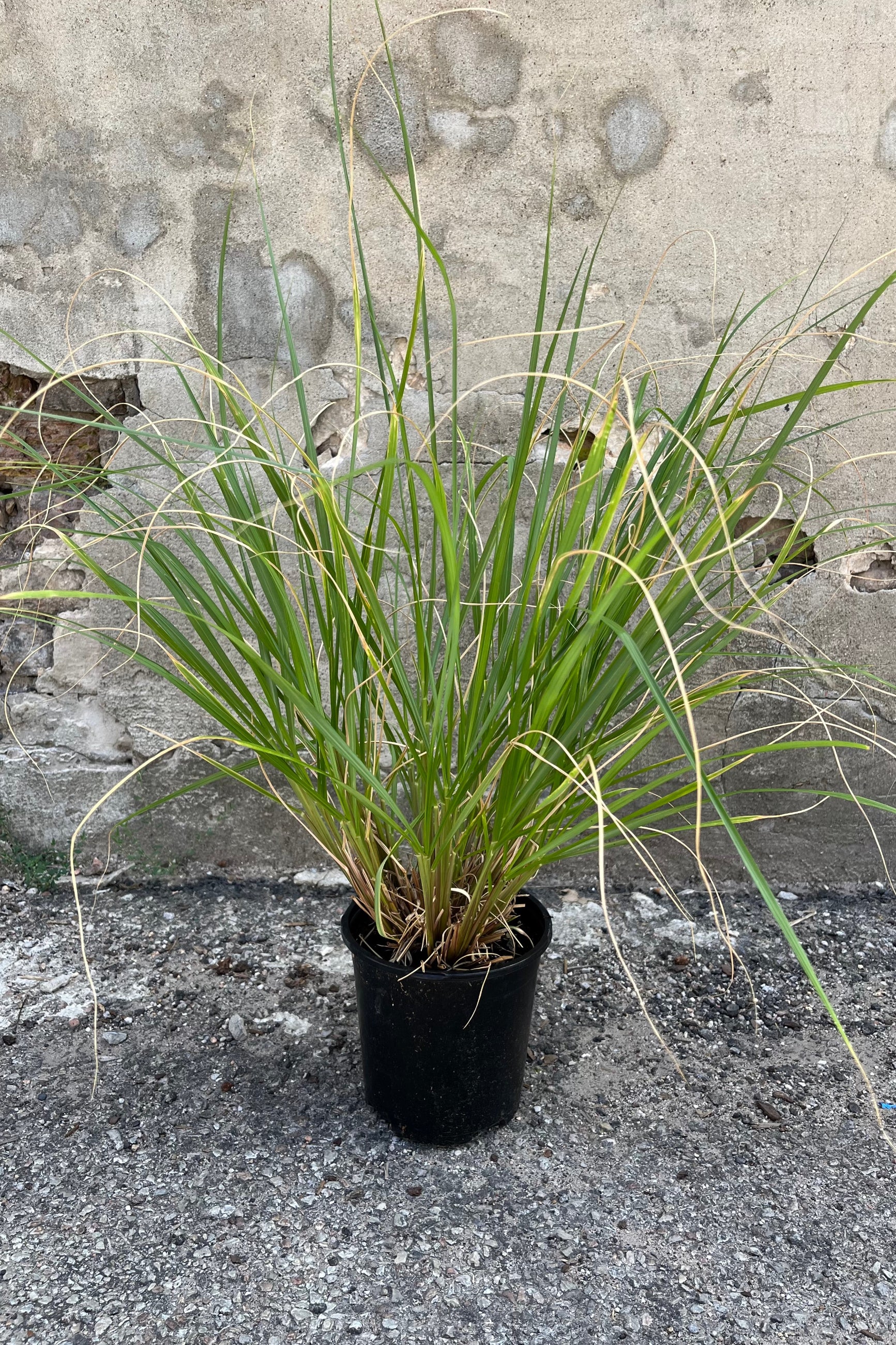 #1 growers pot Pennisetum 'Red Head' in mid-August showing full green blades. ©Sprout Home