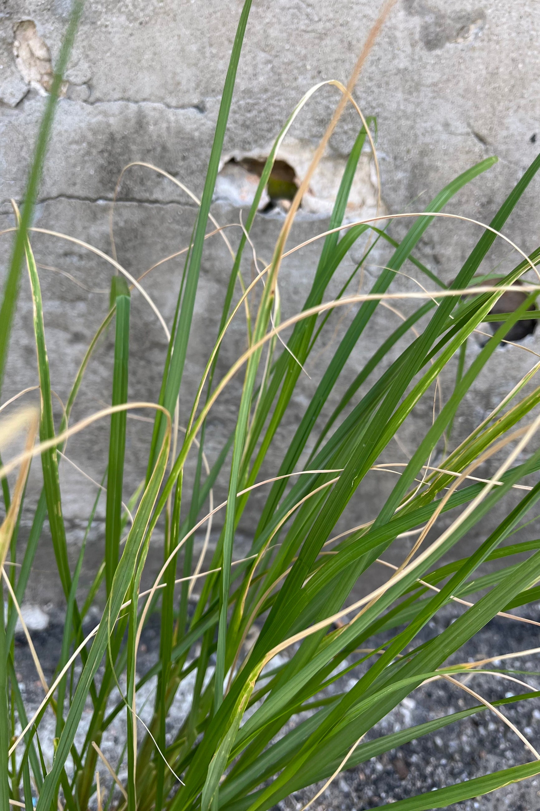 A detail of the lush green blades in mid-August at Sprout Home ©Sprout Home