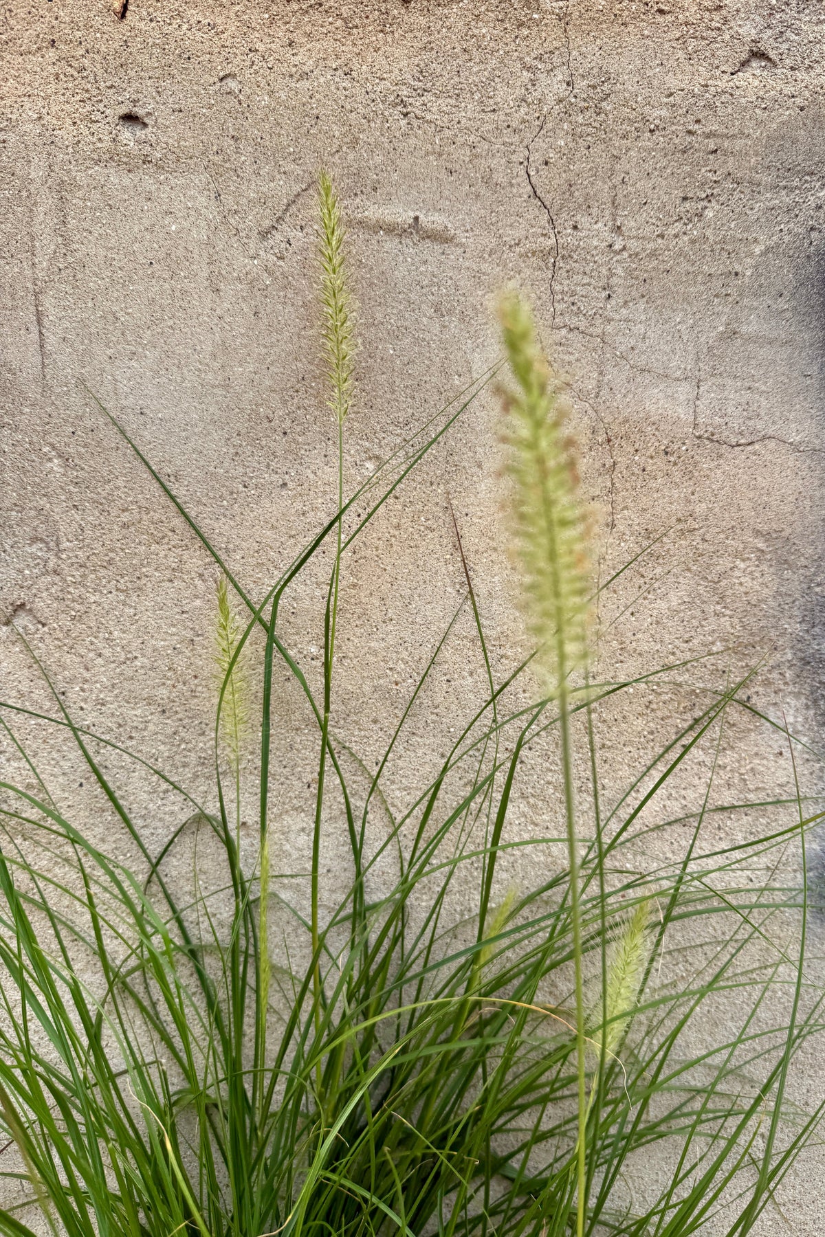 Pennisetum alop. 'Piglet' with slender green blades and pale yellow-green flower spikes in july growing against a textured concrete wall. ©Sprout Home