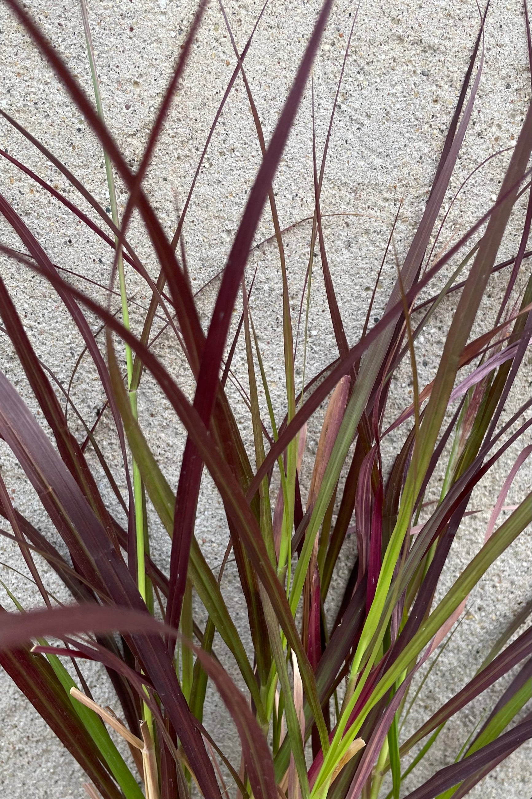 The dark red purple blades of Pennisetum 'Rubrum' in August ©Sprout Home