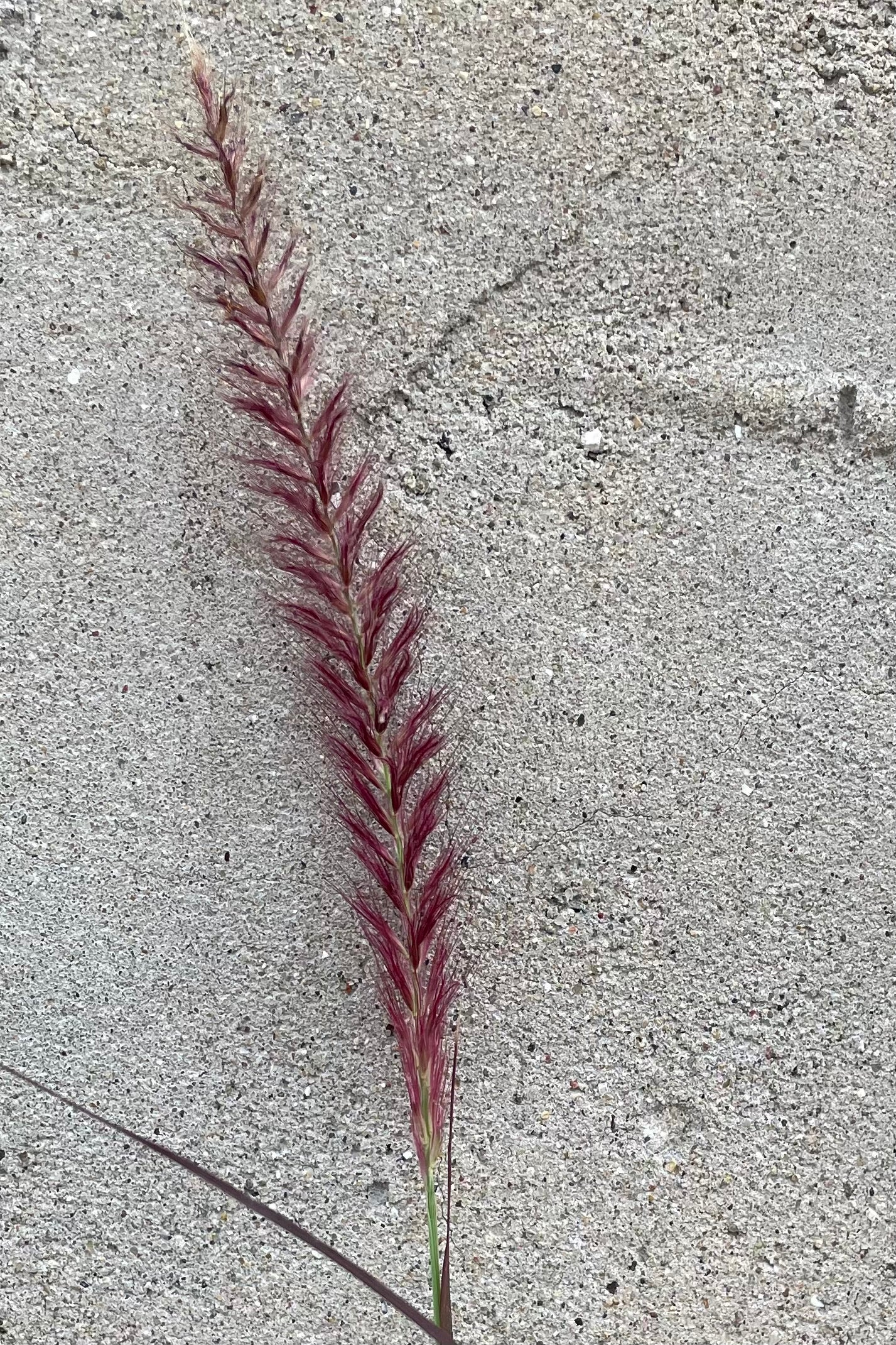 A flower bloom of red fountain grass mid august. ©Sprout Home
