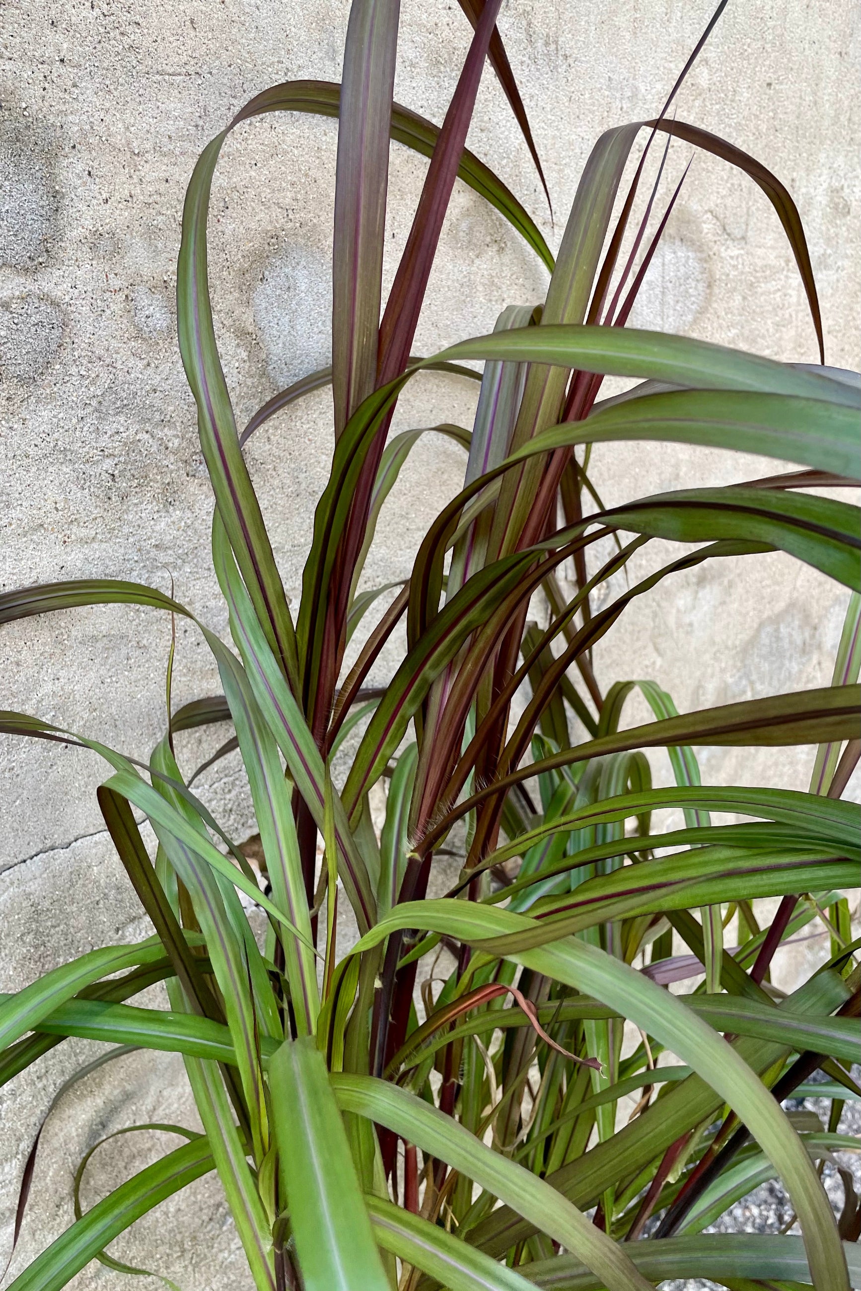 A close up picture of the Pennisetum 'Vertigo' with its green and dark red blades. ©Sprout Home