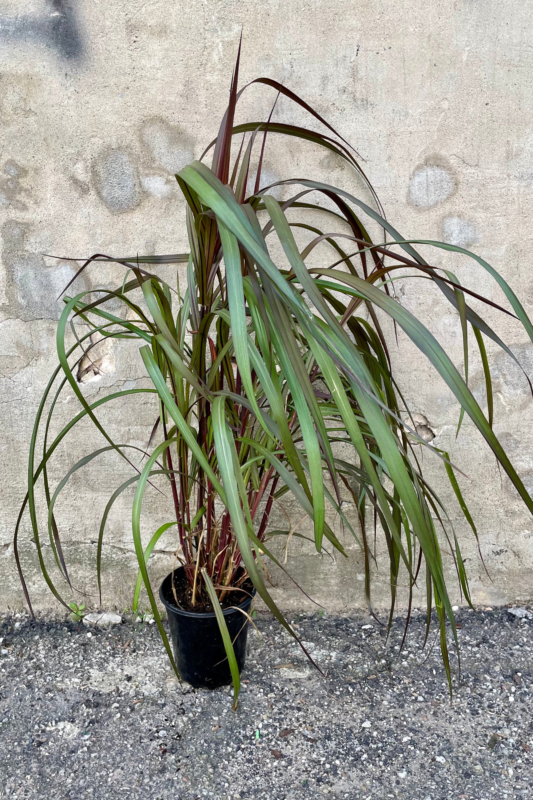 Pennisetum 'Vertigo' in a #1 growers pot end of September at Sprout Home. ©Sprout Home