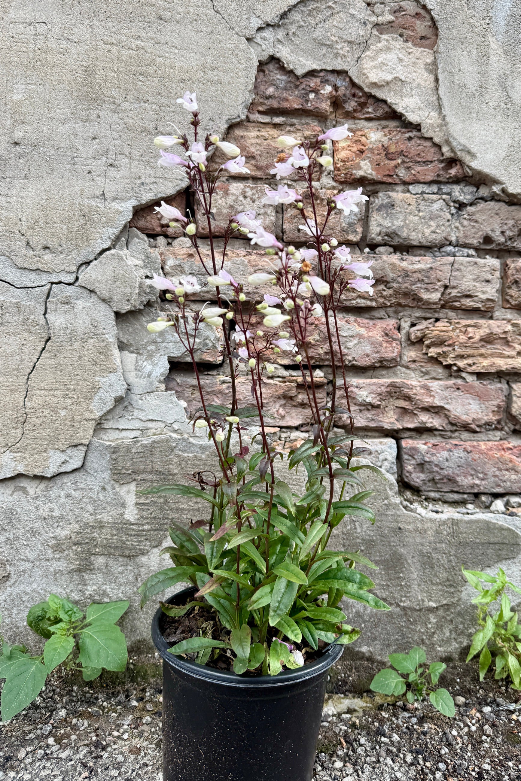Penstemon 'Blackbeard' in a #1 growers pot the middle June blooming with pink flowers against a textured stone wall. ©Sprout Home