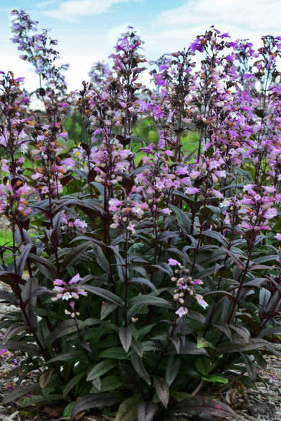 Purple flowering Penstemon 'Blackbeard' against a blue sky. ©Walters Garden