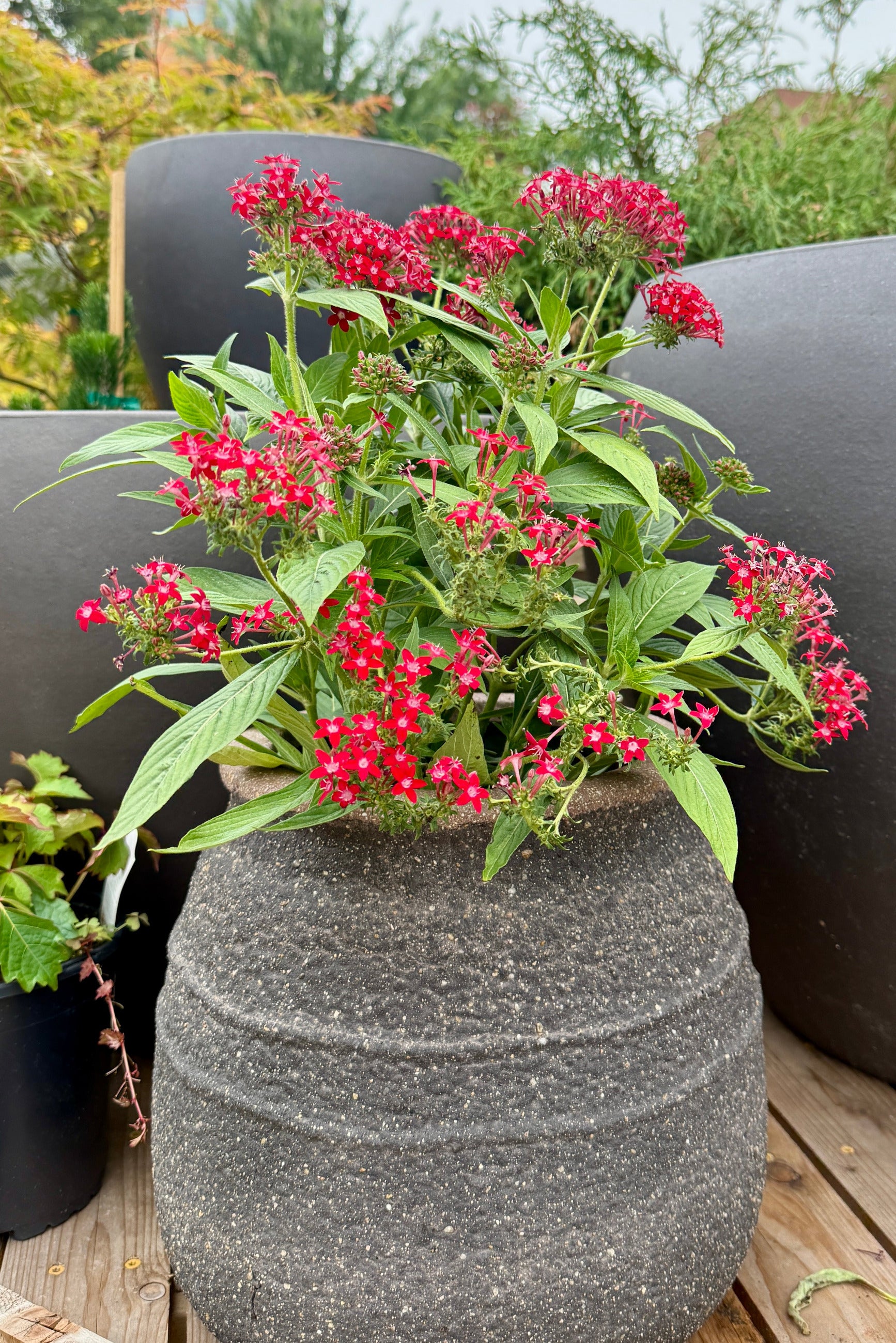 A red pentas plant in a brown pot the end of June ©Sprout Home