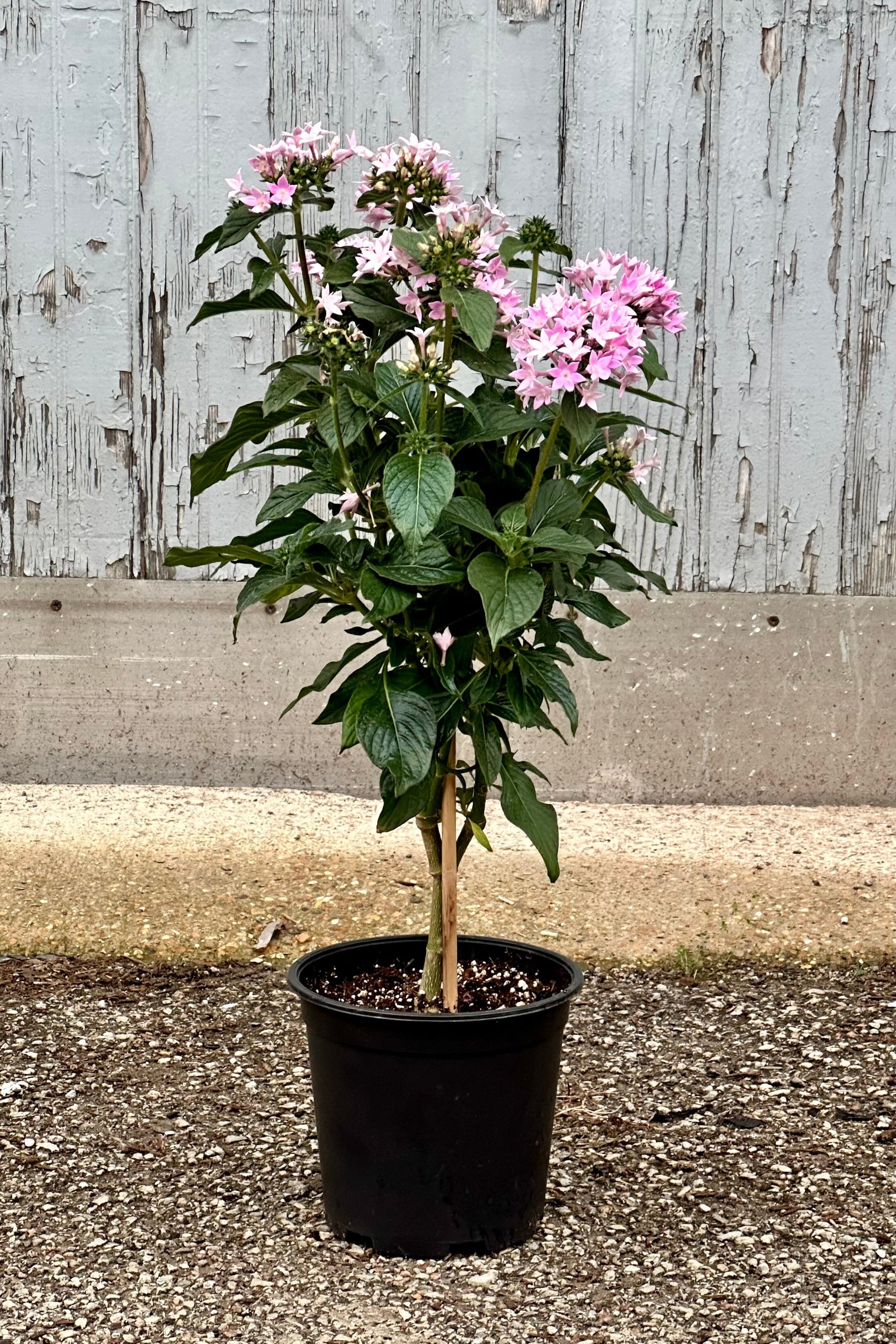 Purple flowering tree form Pentas flowering growing in a 6"growers pot ©Sprout Home