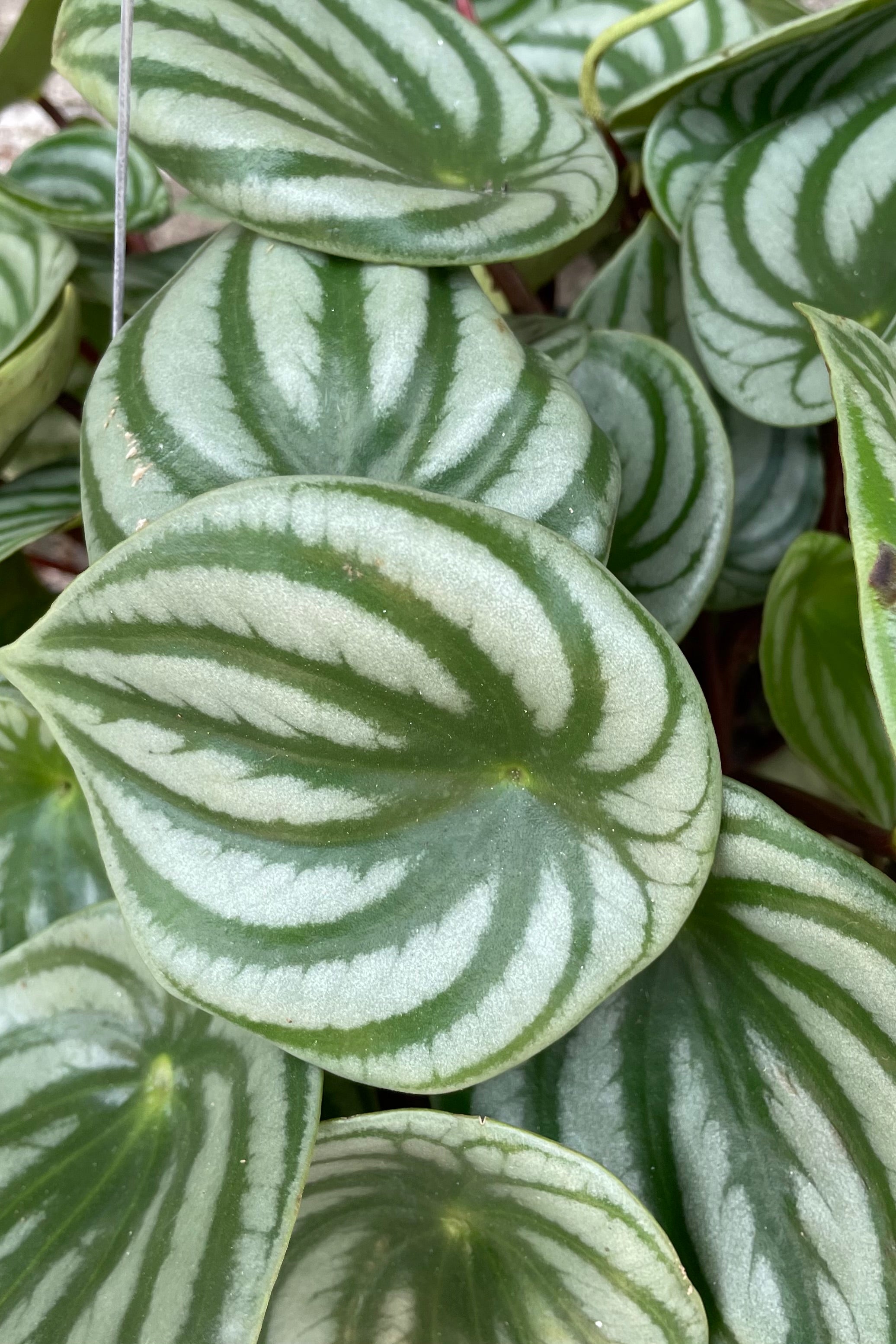 A detailed view of Peperomia argyreia "Watermelon" 10"
