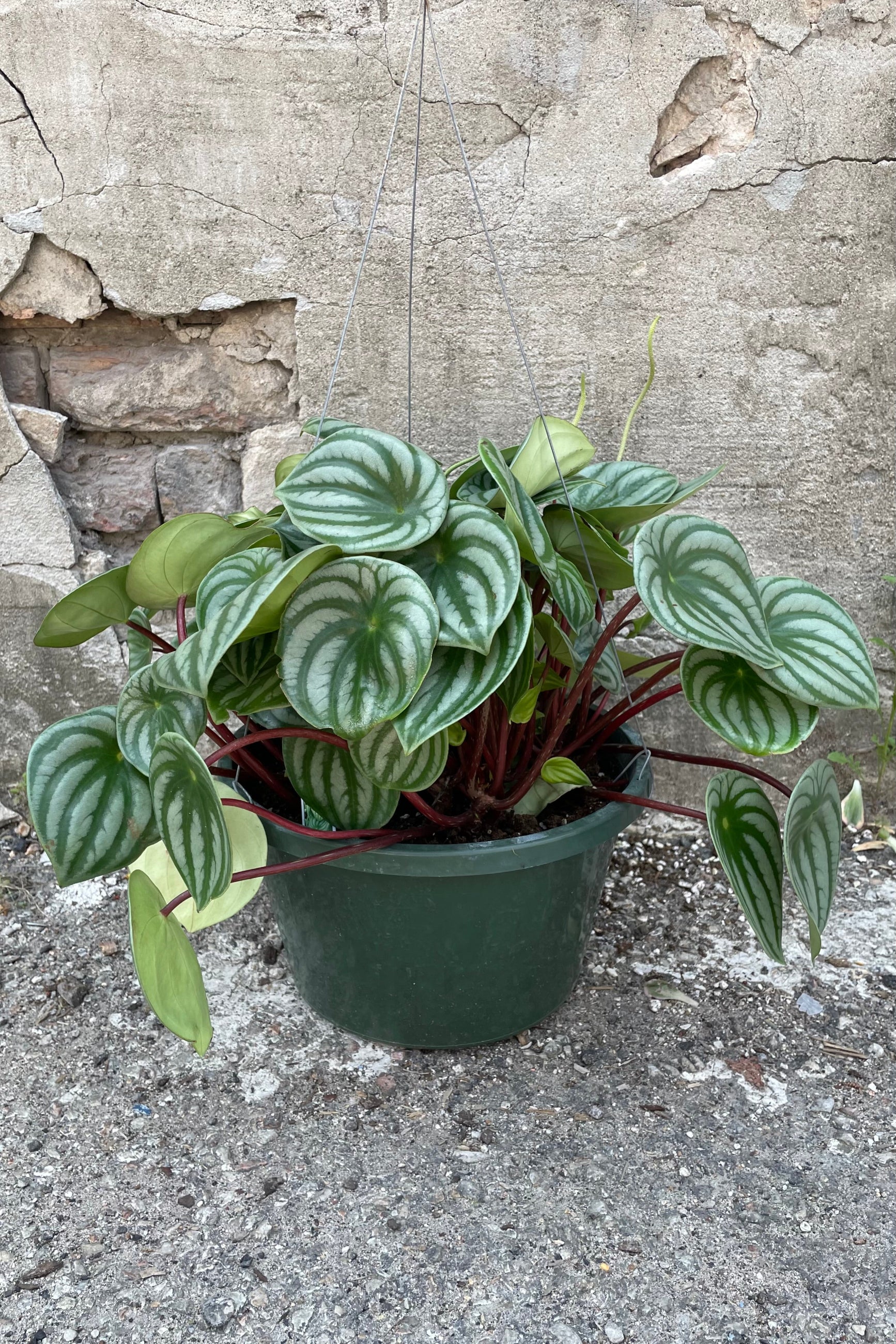 A full view of the hanging Peperomia argyreia "Watermelon" 10" in grow pot against concrete backdrop ©Sprout Home
