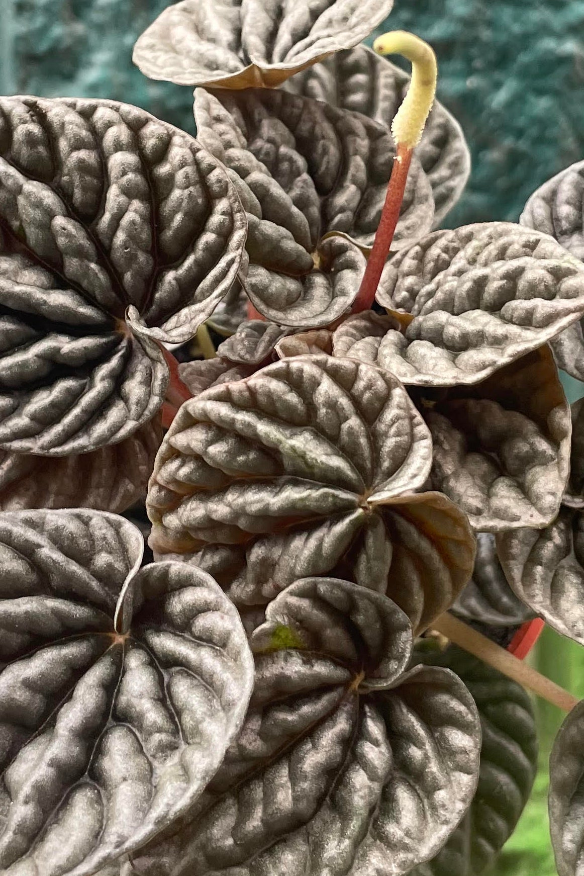 Close photo of dark textural leaves ©Sprout Home