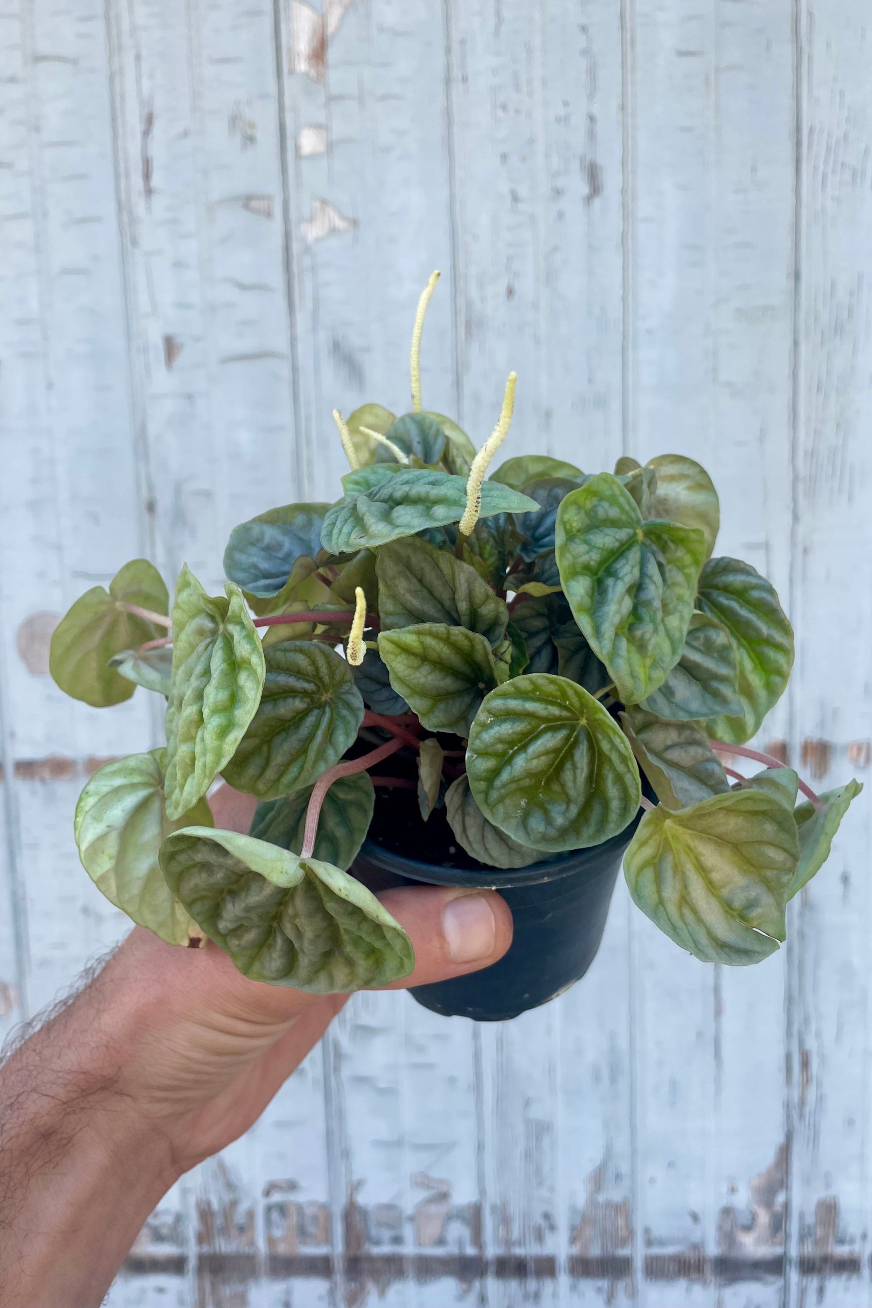Photo of a hand holding a peperomia plant in front of a gray wall. Peperomia caperata 'Silver Ripple' ©Sprout Home