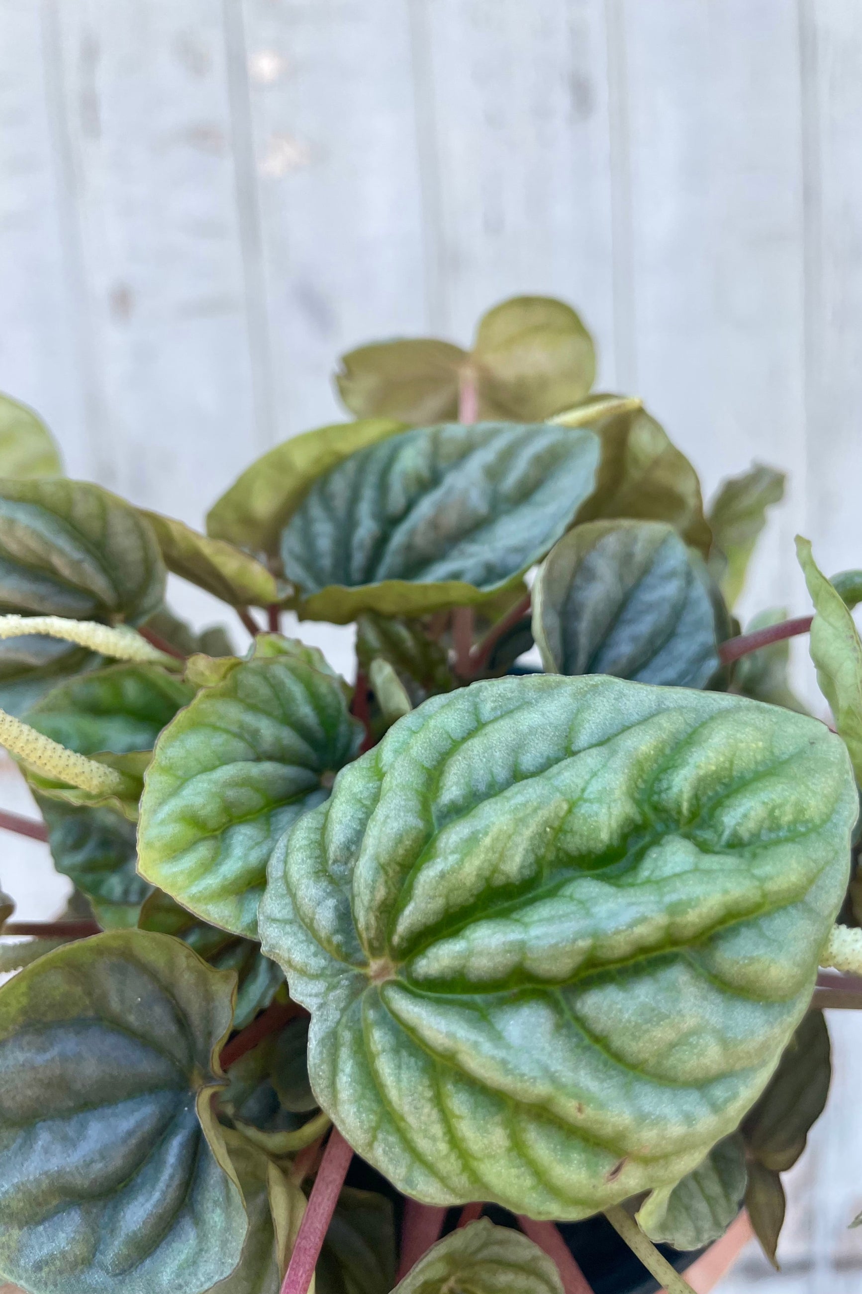 Close-up of a green potted plant with a light wooden background. Peperomia caperata 'Silver Ripple' ©Sprout Home