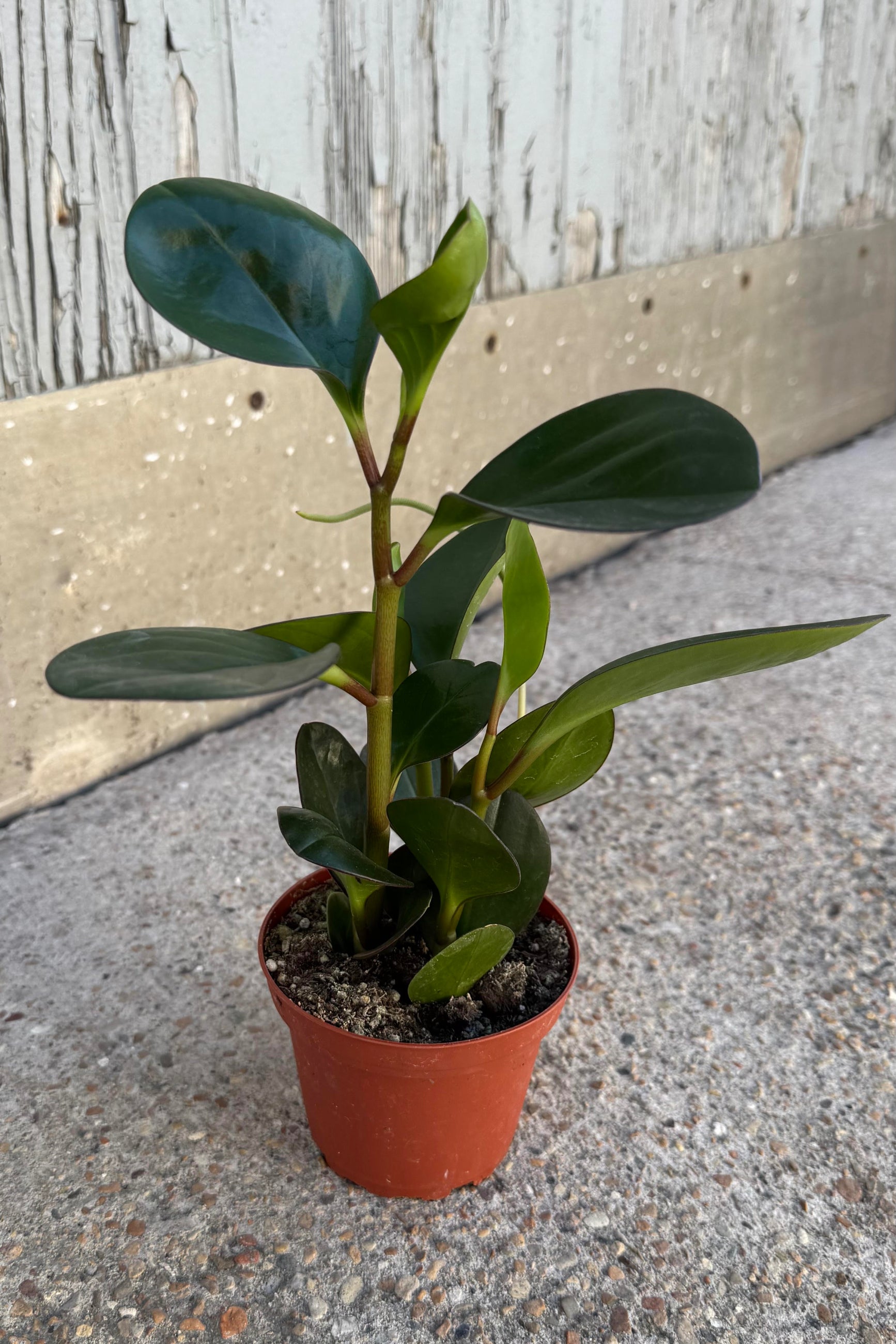 Photo of a peperomia clusifolia at Sprout Home in an orange pot shown on a concrete surface in front of a gray wall. ©Sprout Home