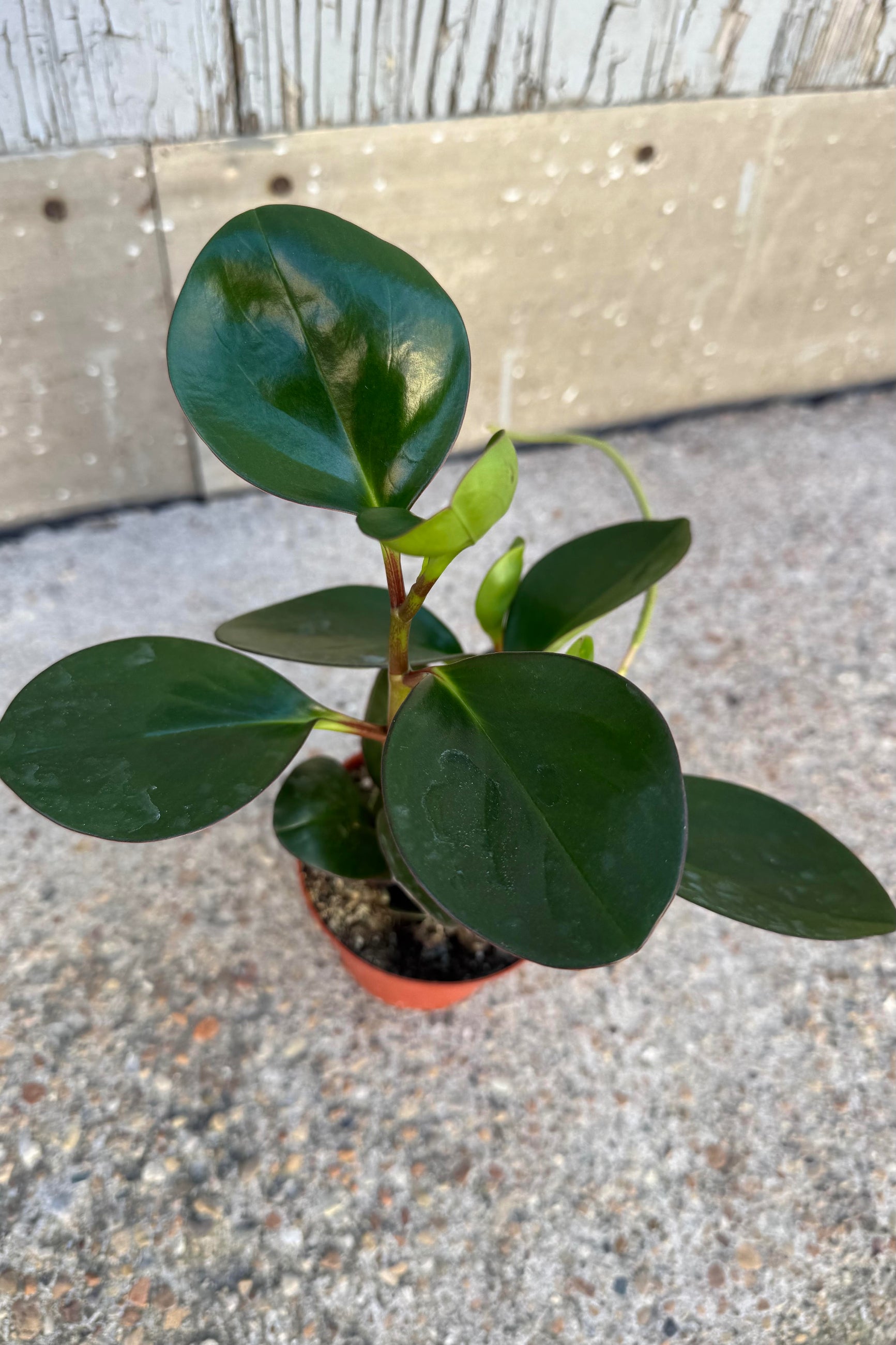 Peperomia clusifolia plant viewed from above sitting on the sidewalk ©Sprout Home