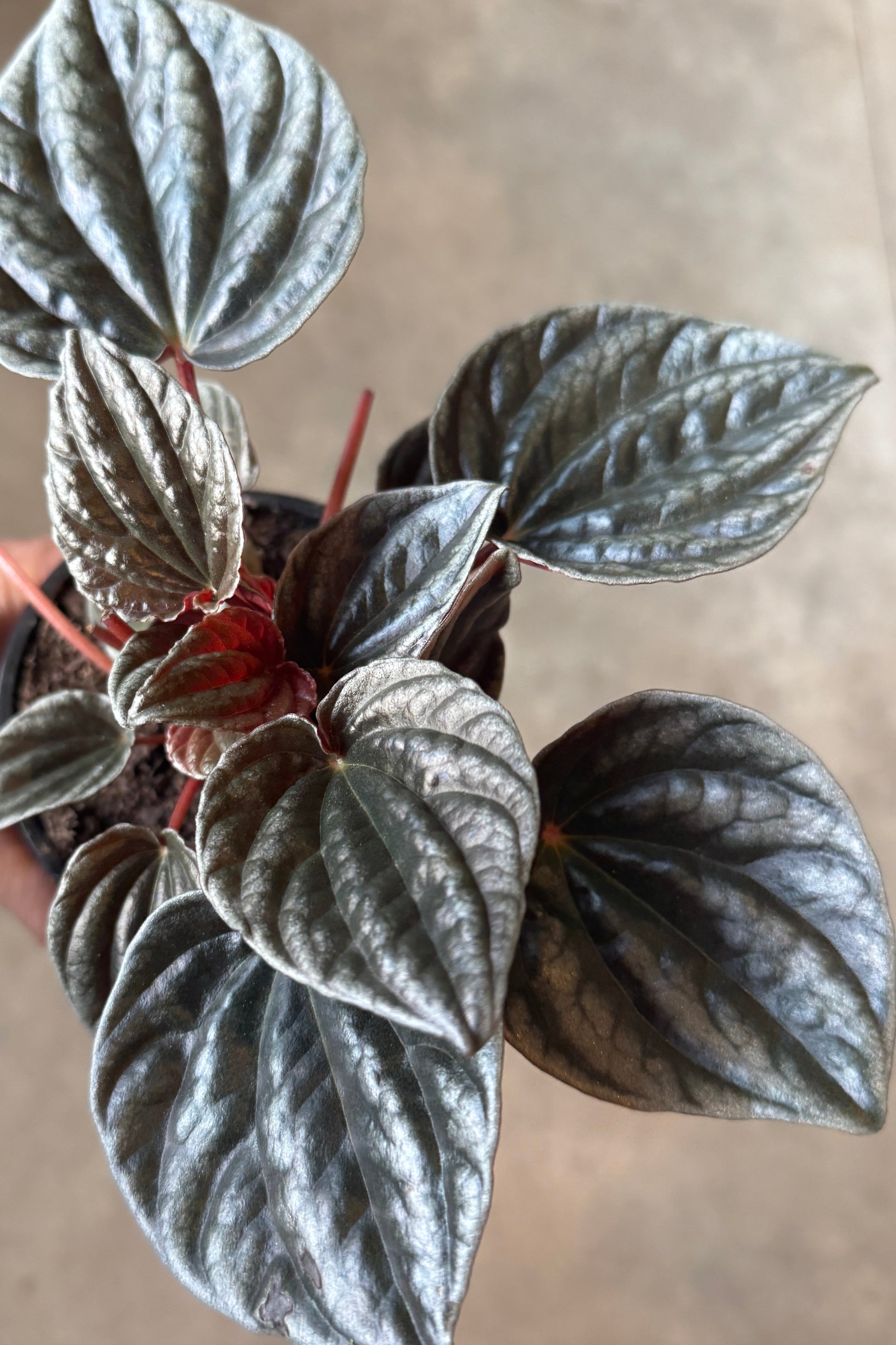 Close-up of a pottedPeperomia caperata 'Santiago' 4" plant with wavy leaves on a neutral background ©Sprout Home