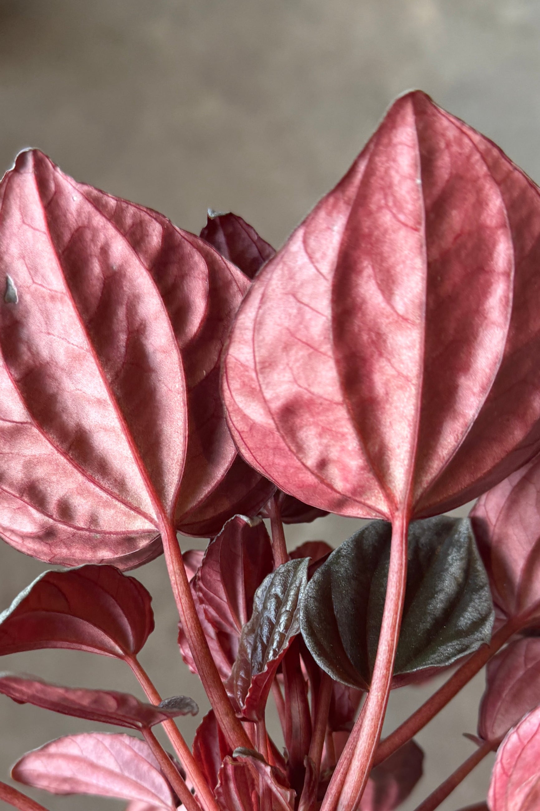 Close-up of pinkish-red backside of the Peperomia caperata 'Santiago' leaves with a neutral background ©Sprout Home