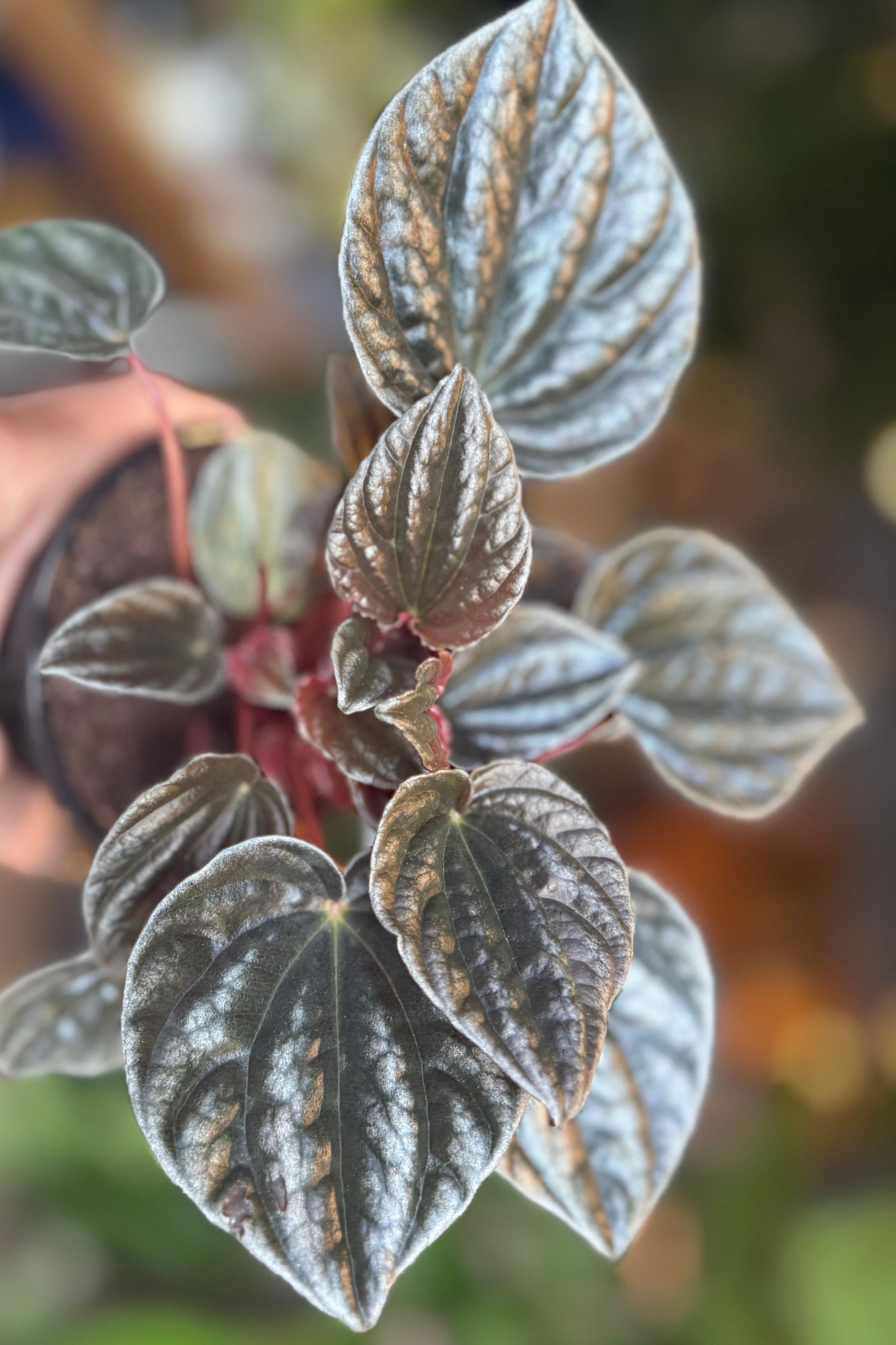 peperomia caperata variegata Peperomia caperata 'Santiago' 4