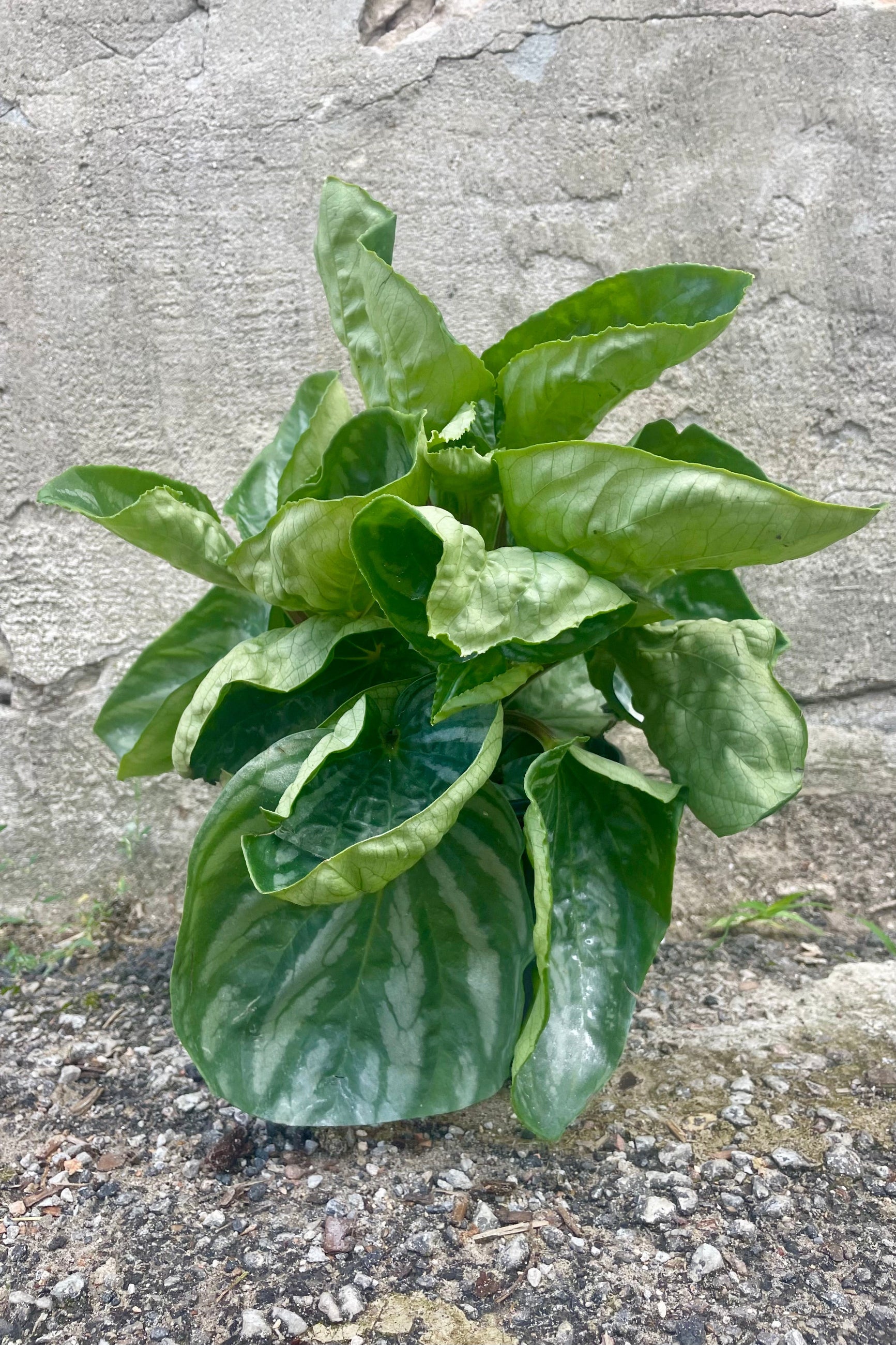 Photo of Peperomia 'Ecuador' plant against a cement wall. ©Sprout Home