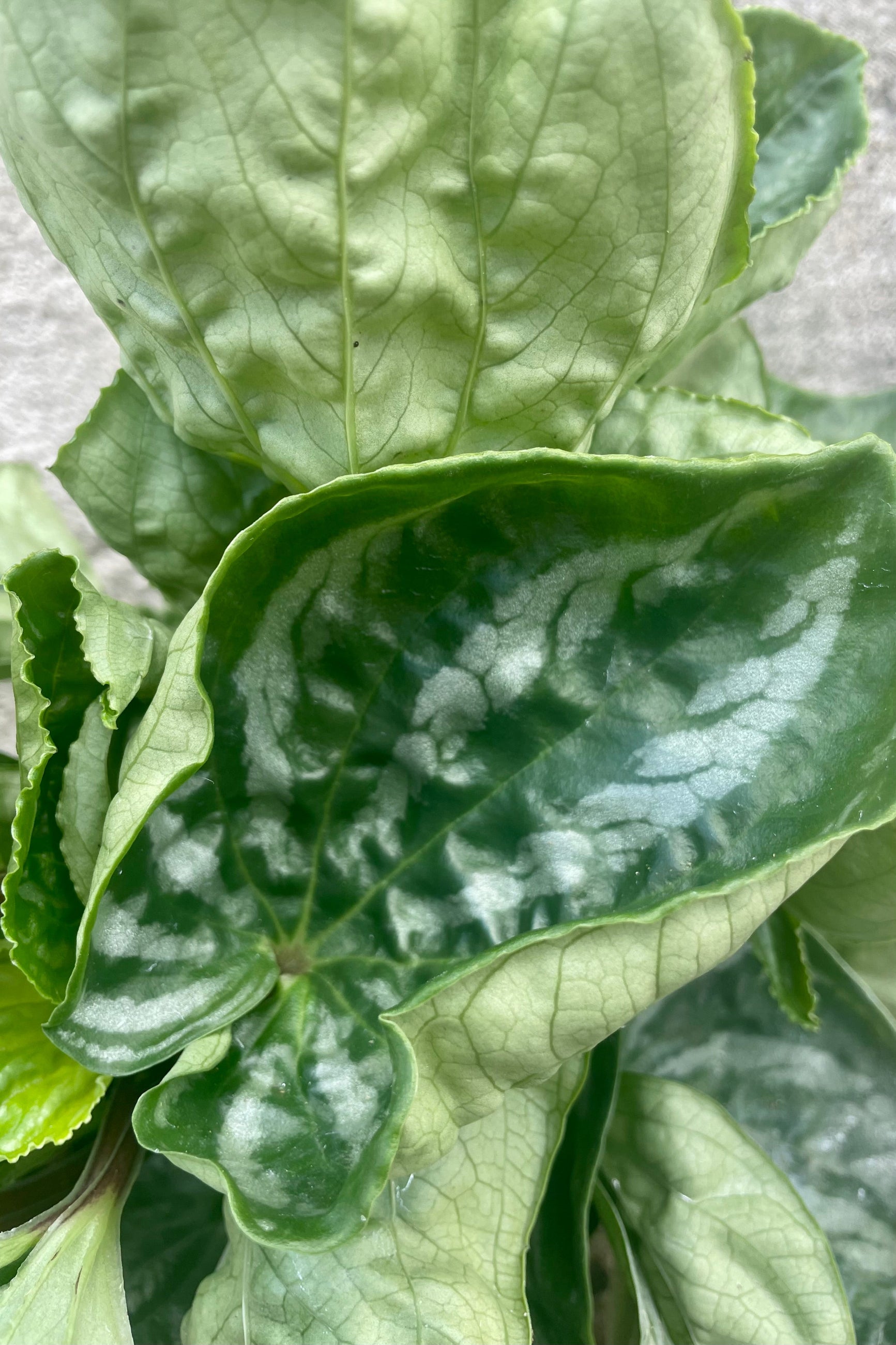 Close up photo of broad, leaf of Peperomia 'Ecuador' ©Sprout Home