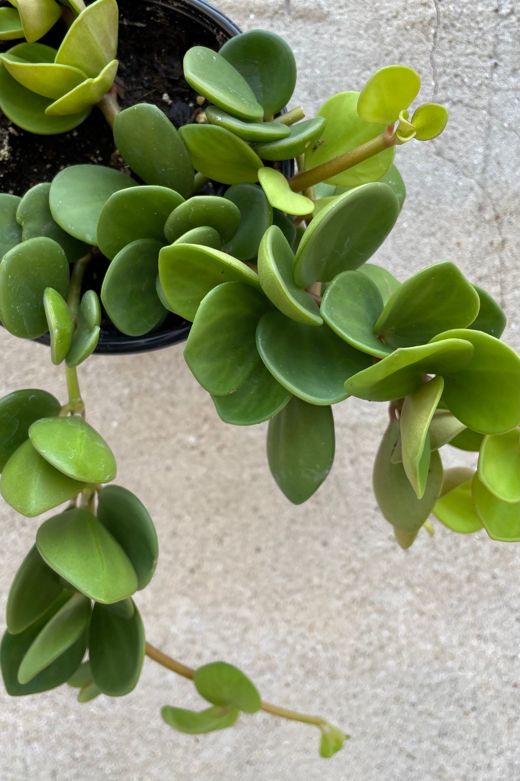 The thick round to ovate leaves of the Peperomia 'Hope' plant ©Sprout Home