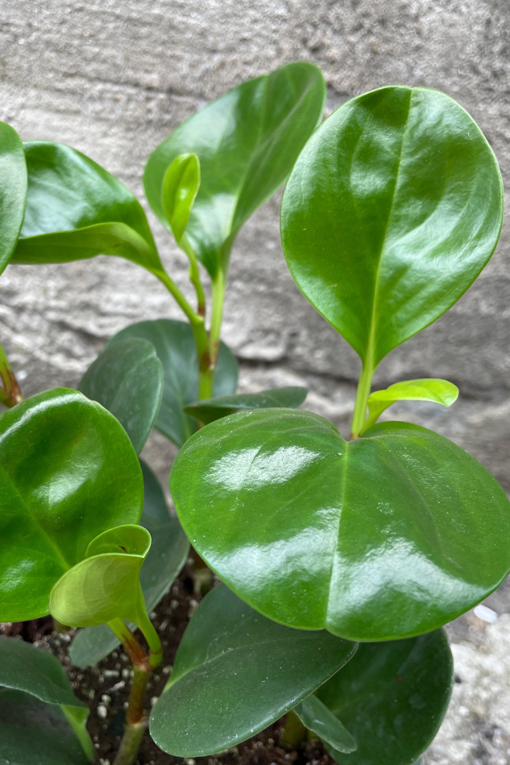 Close up of Peperomia obtusifolia has glossy green oval shaped leaves on vertical stems in green nursery pot against cement background ©Sprout Home