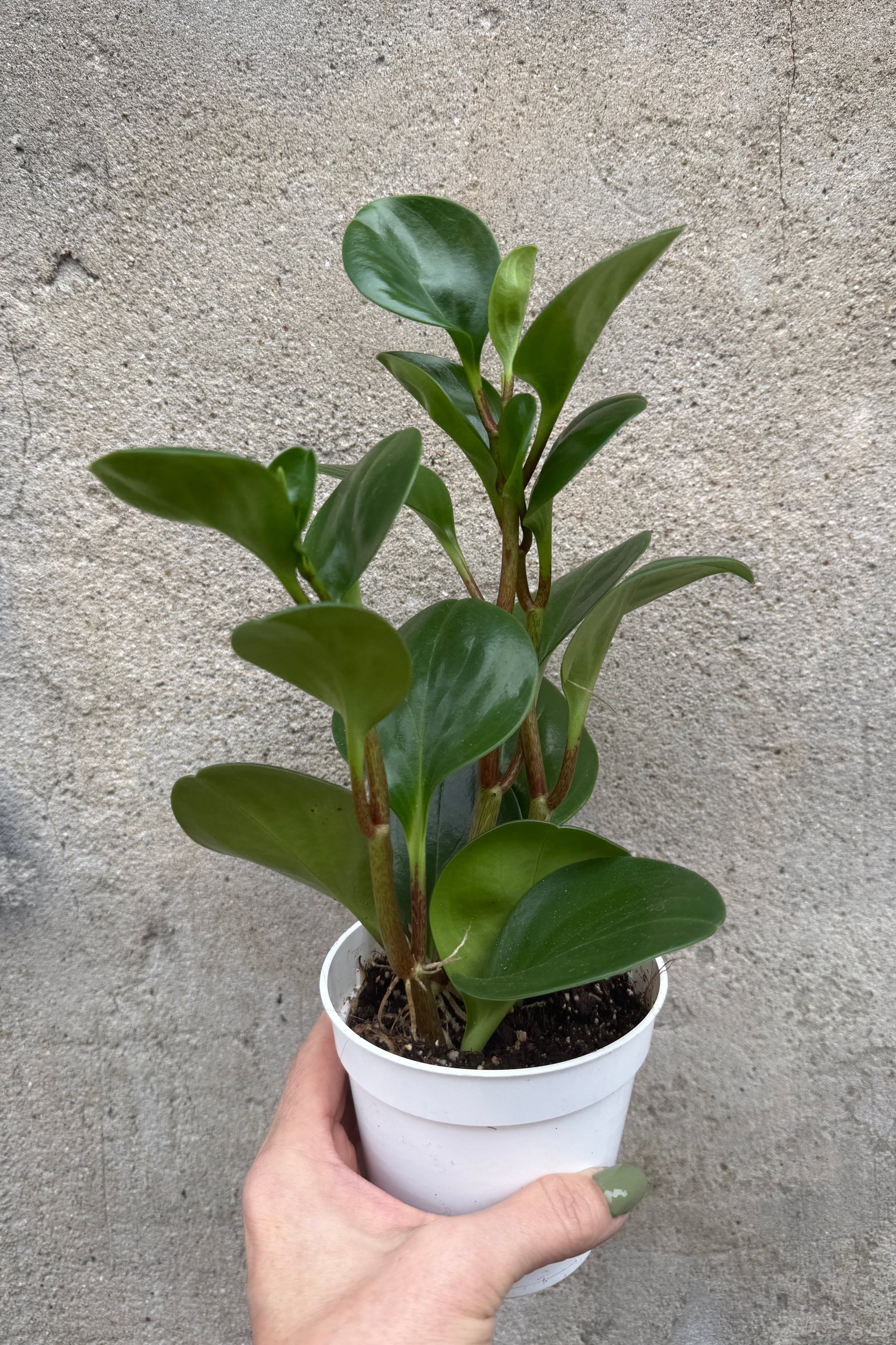 Potted Peperomia obtusifolia 'Thailand' plant in a 4" growers pot held by a hand against a concrete wall ©Sprout Home