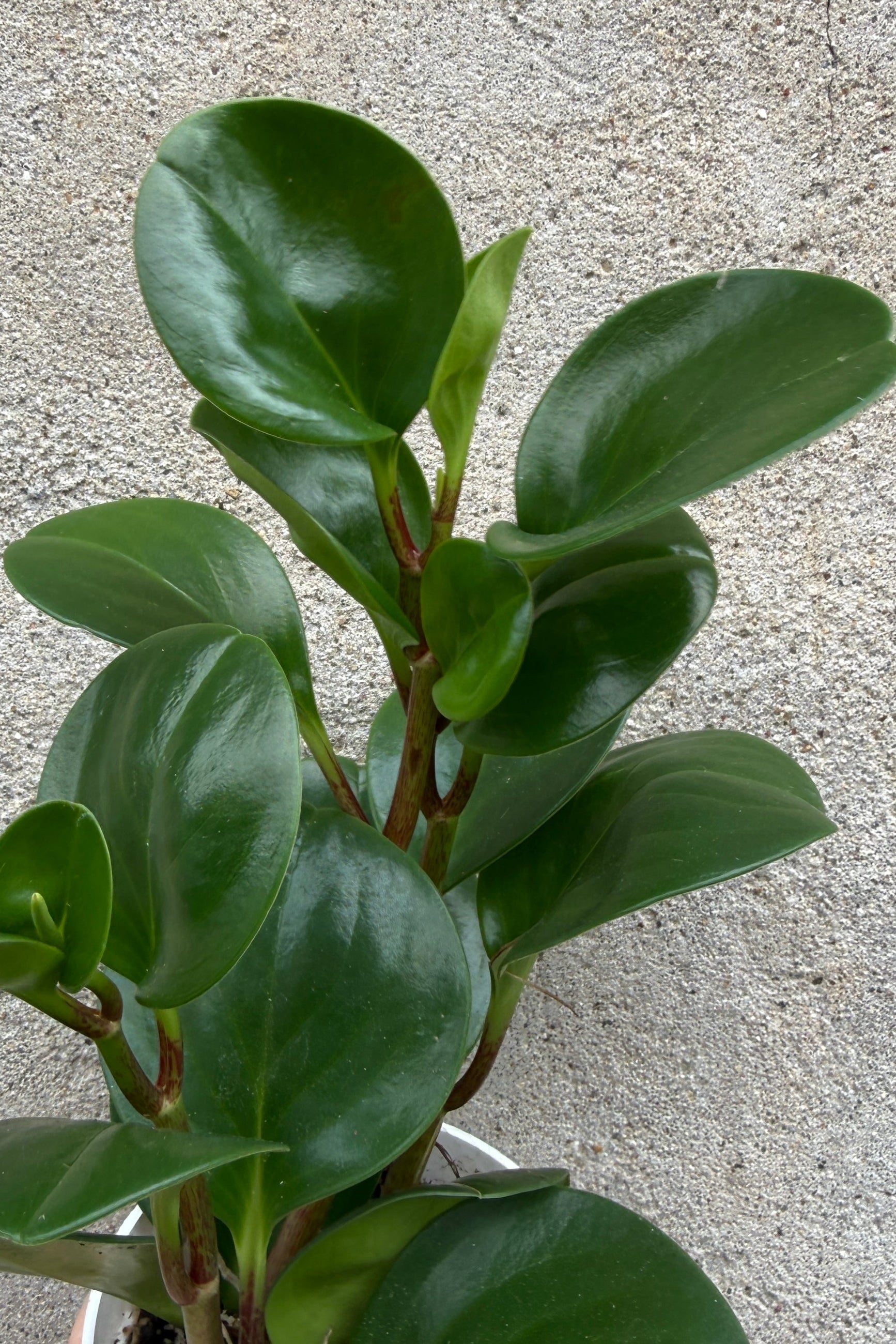 Peperomia obtusifolia 'Thailand' leaves up close ©Sprout Home