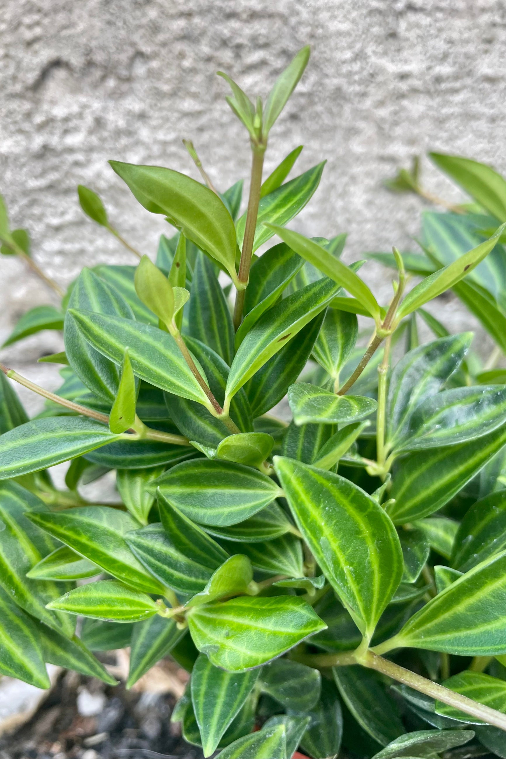 Close photos of small striped leaves of Peperomia quadrangularis houseplant against a cement wall. ©Sprout Home