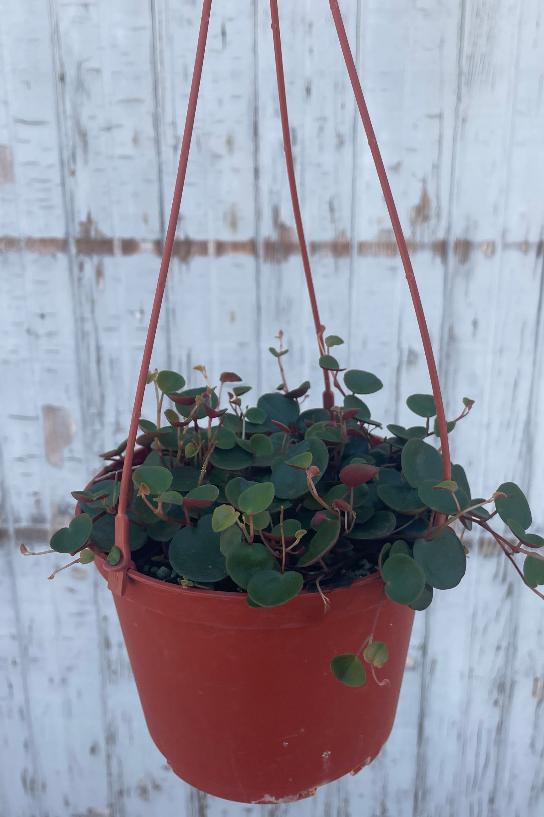 Photo of the small, dark green leaves of a vining houseplant. The backside of the leaves is red. Peperomia 'Ruby Cascade' hanging in an orange pot in front of a gray wall. ©Sprout Home