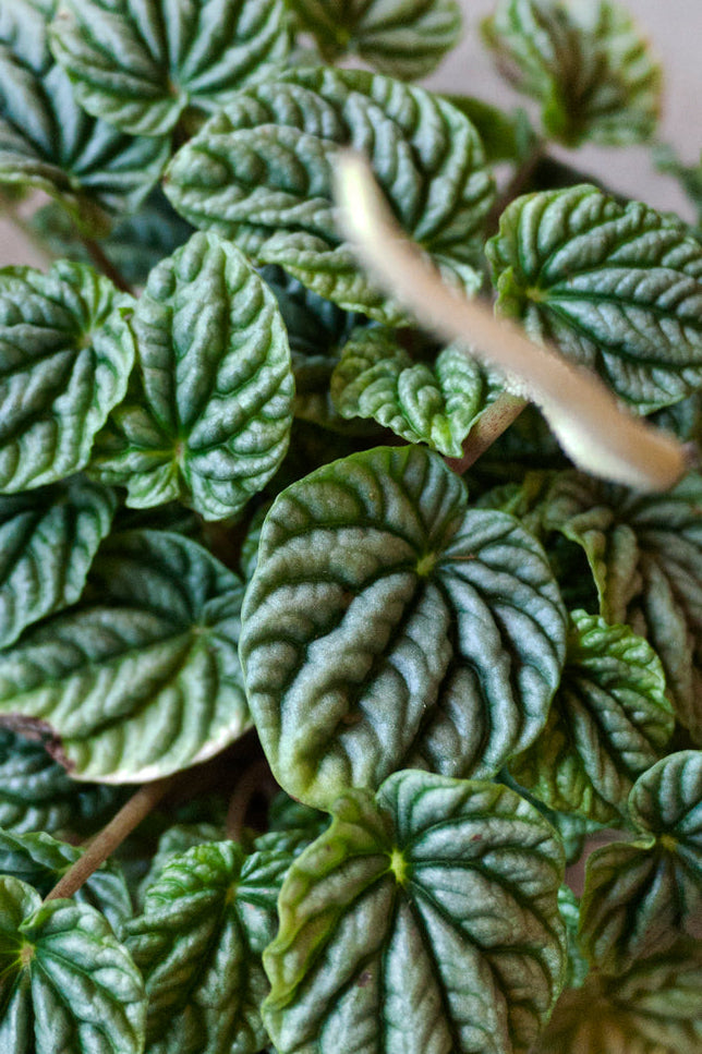 Close-up of a green potted Peperomia 'Emerald Ripple' plant with heart-shaped leaves on a neutral background ©Sprout Home