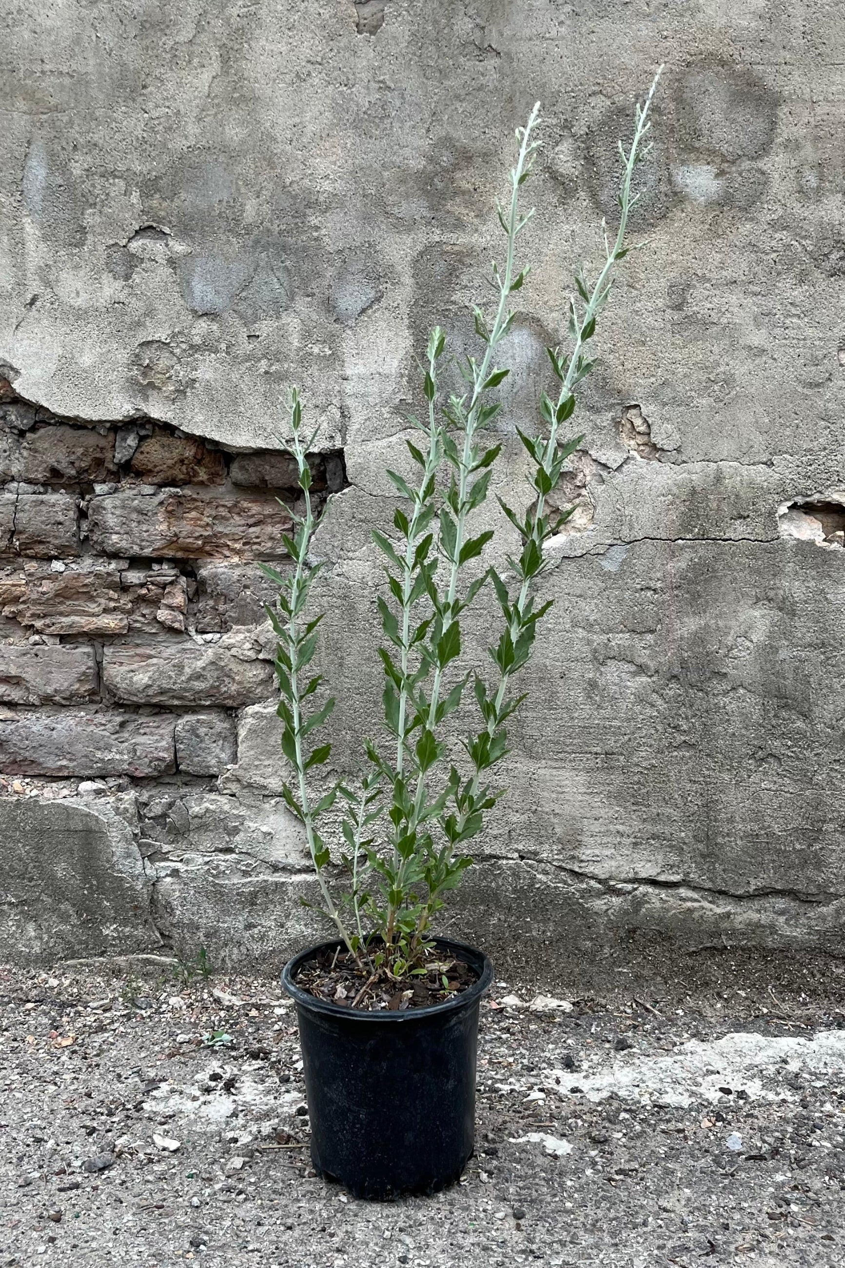 Perovskia 'Little Spire' in a #1 growers pot the end of June with tall limbs and the start of buds. ©Sprout Home