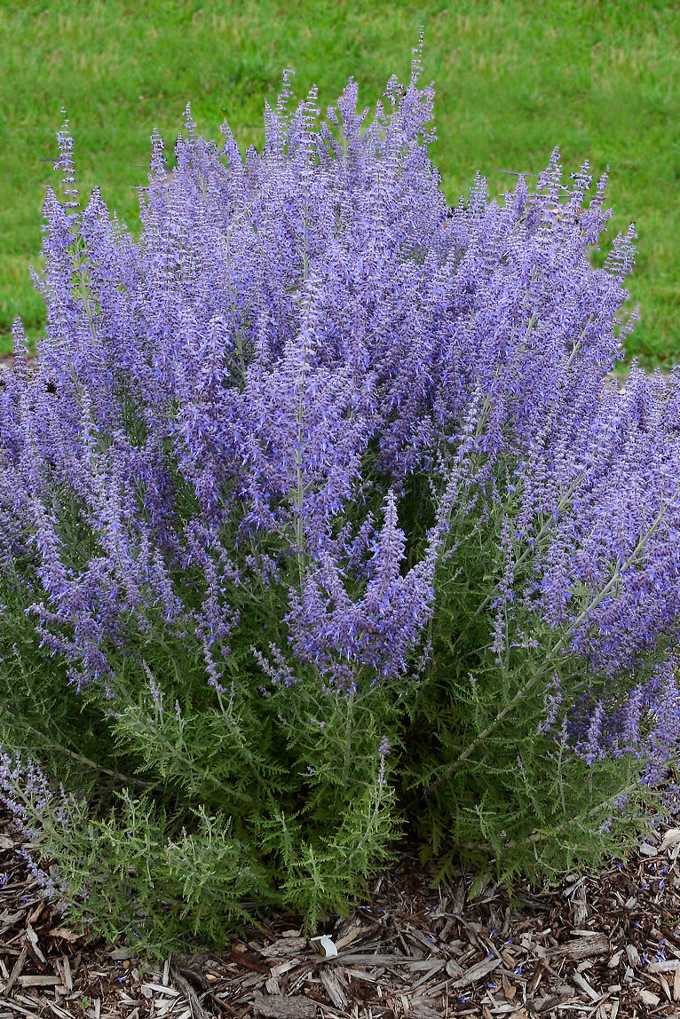 Perovskia a. 'Denim 'n Lace' in the landscape, mature and blooming ©Ball Seed