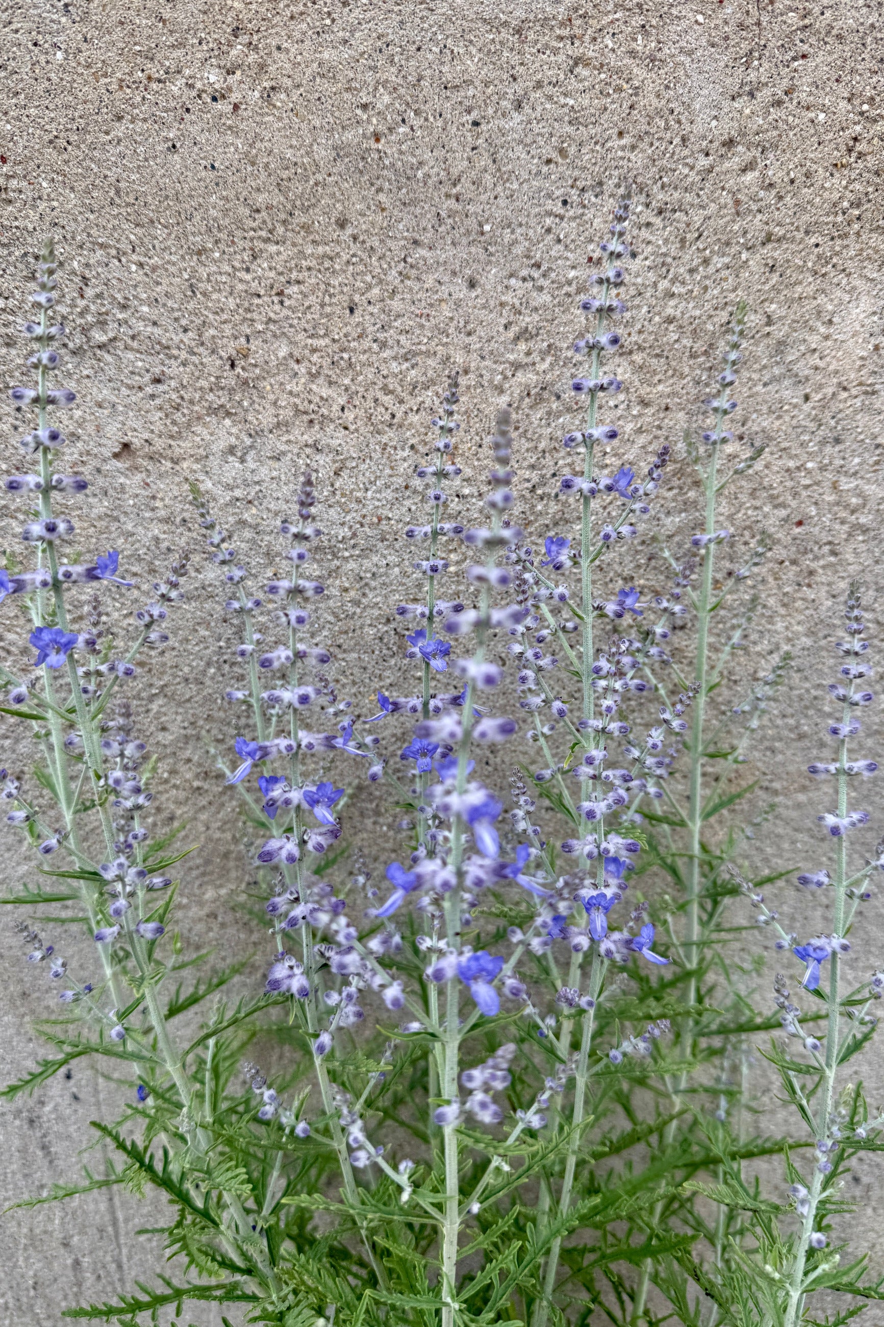 Perovskia a. 'Denim 'n Lace' in bud and bloom, up close, against a concrete wall ©Sprout Home