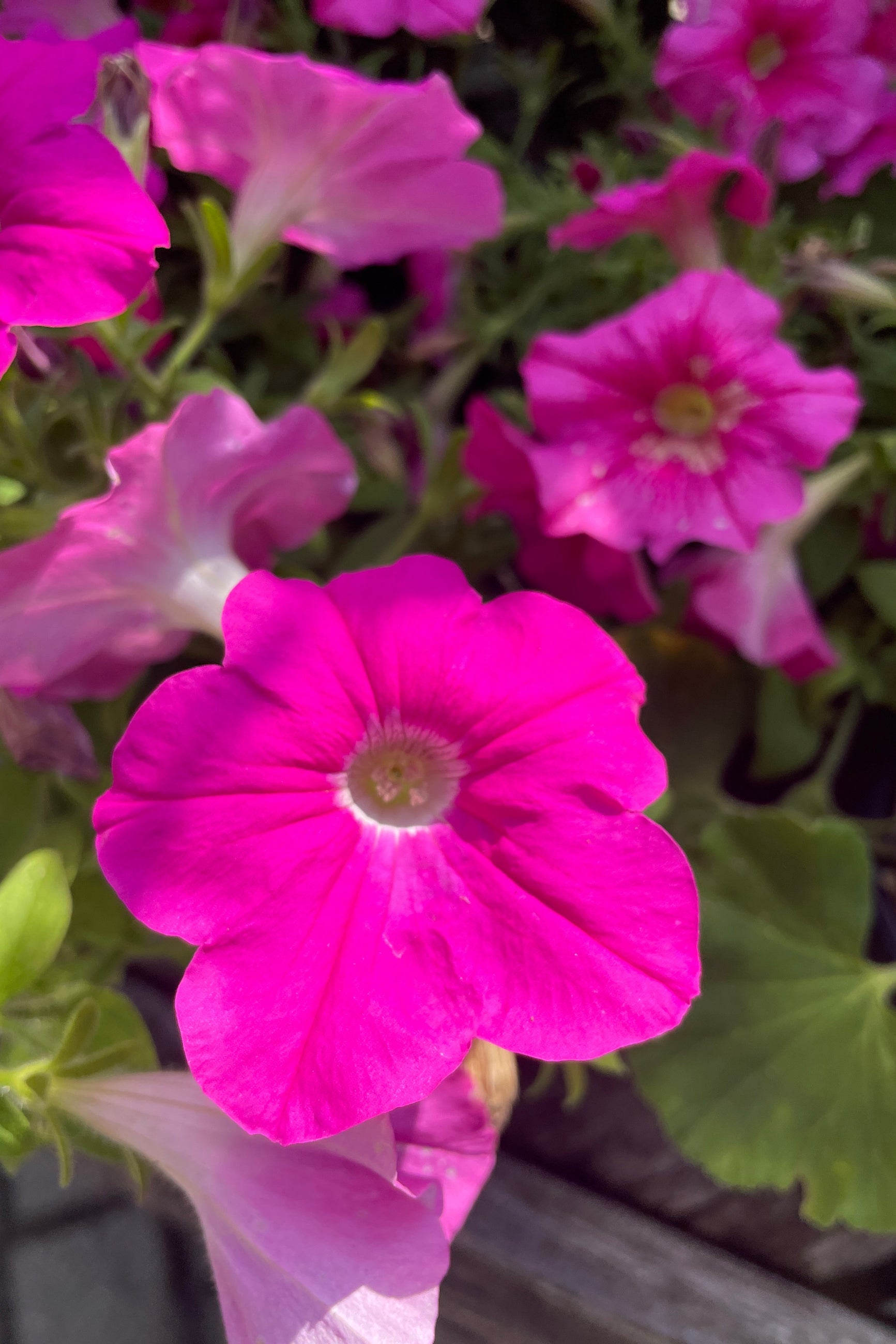 the bright pink flowers of Petunia 'Easy Wave Pink' the middle of June at Sprout Home. ©Sprout Home