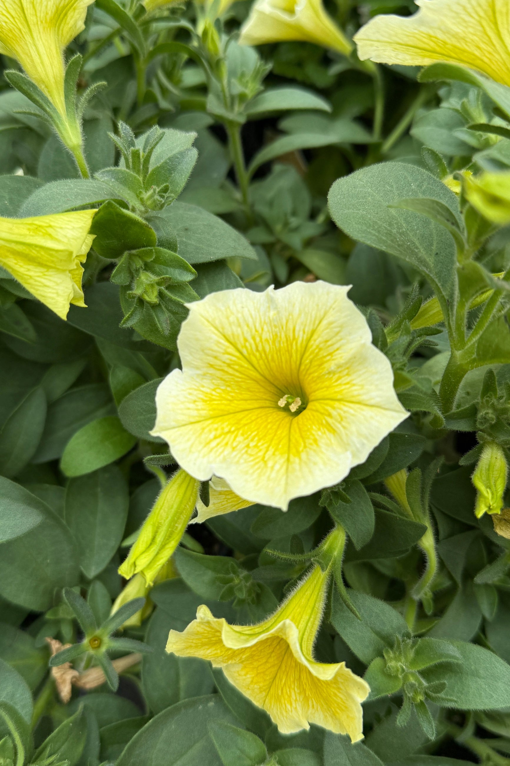 Petunia 'Bee's Knee's
yellow flowers up close in May ©Sprout Home