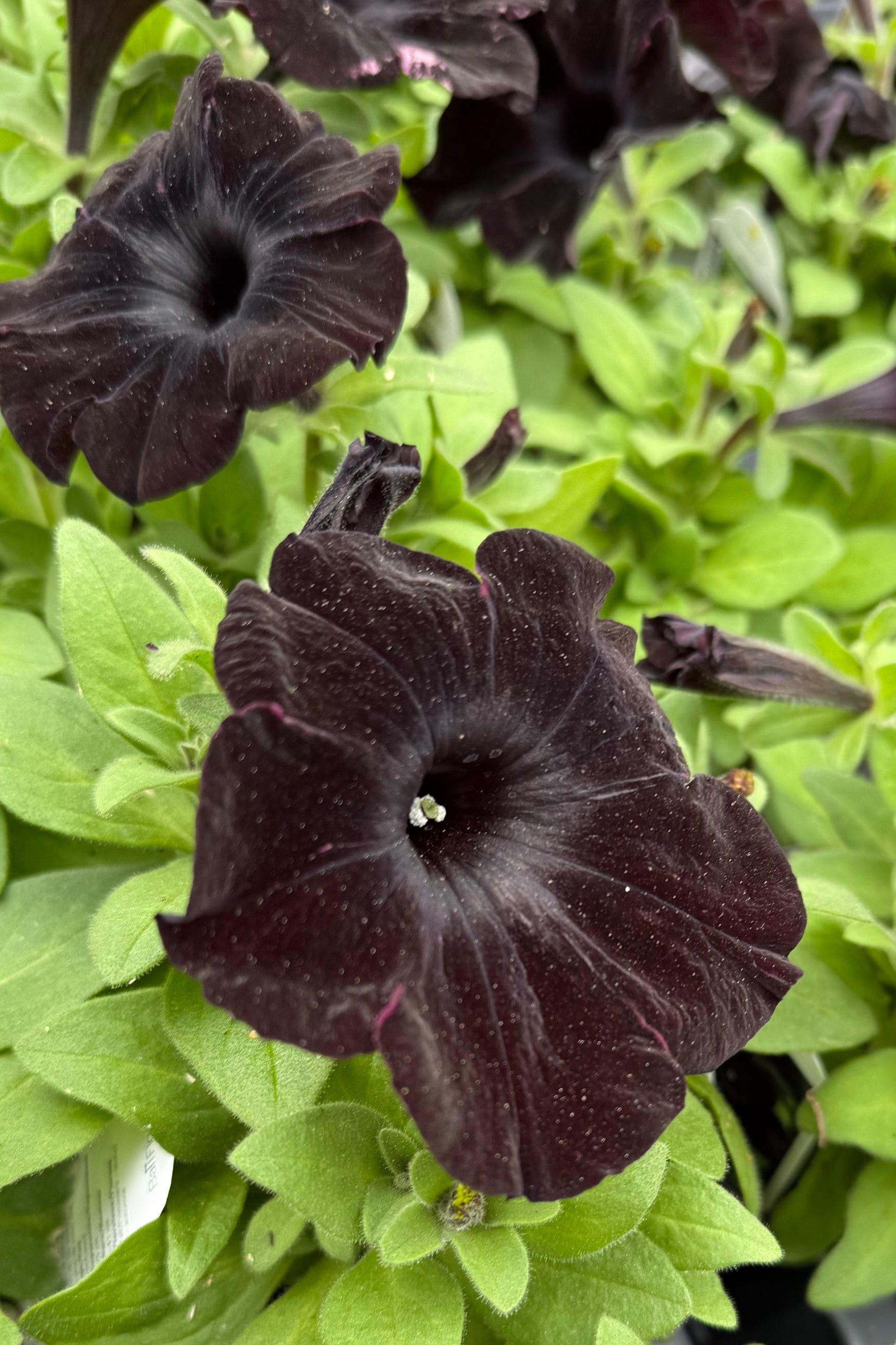 Petunia 'Black Magic' up close with its silky black flowers in May ©Sprout Home