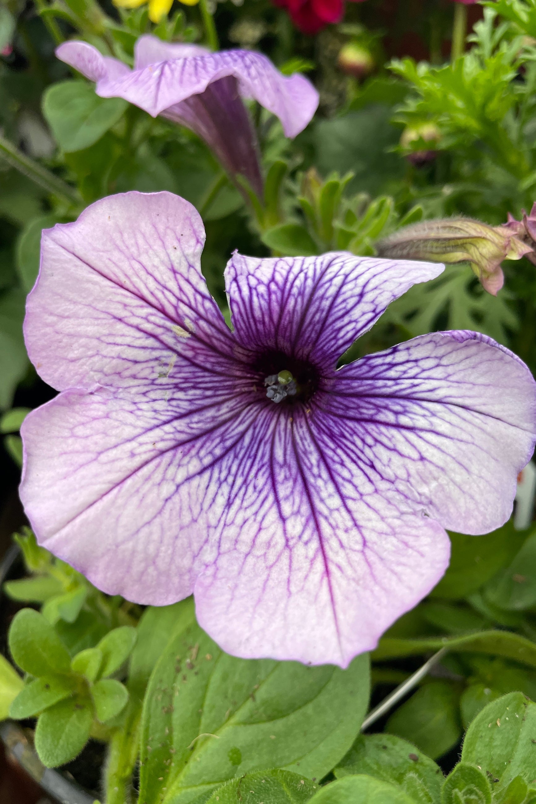 The open flower of Petunia 'Easy Wave Plum Vein' up close and open with its purple flower middle of May at Sprout Home. ©Sprout Home