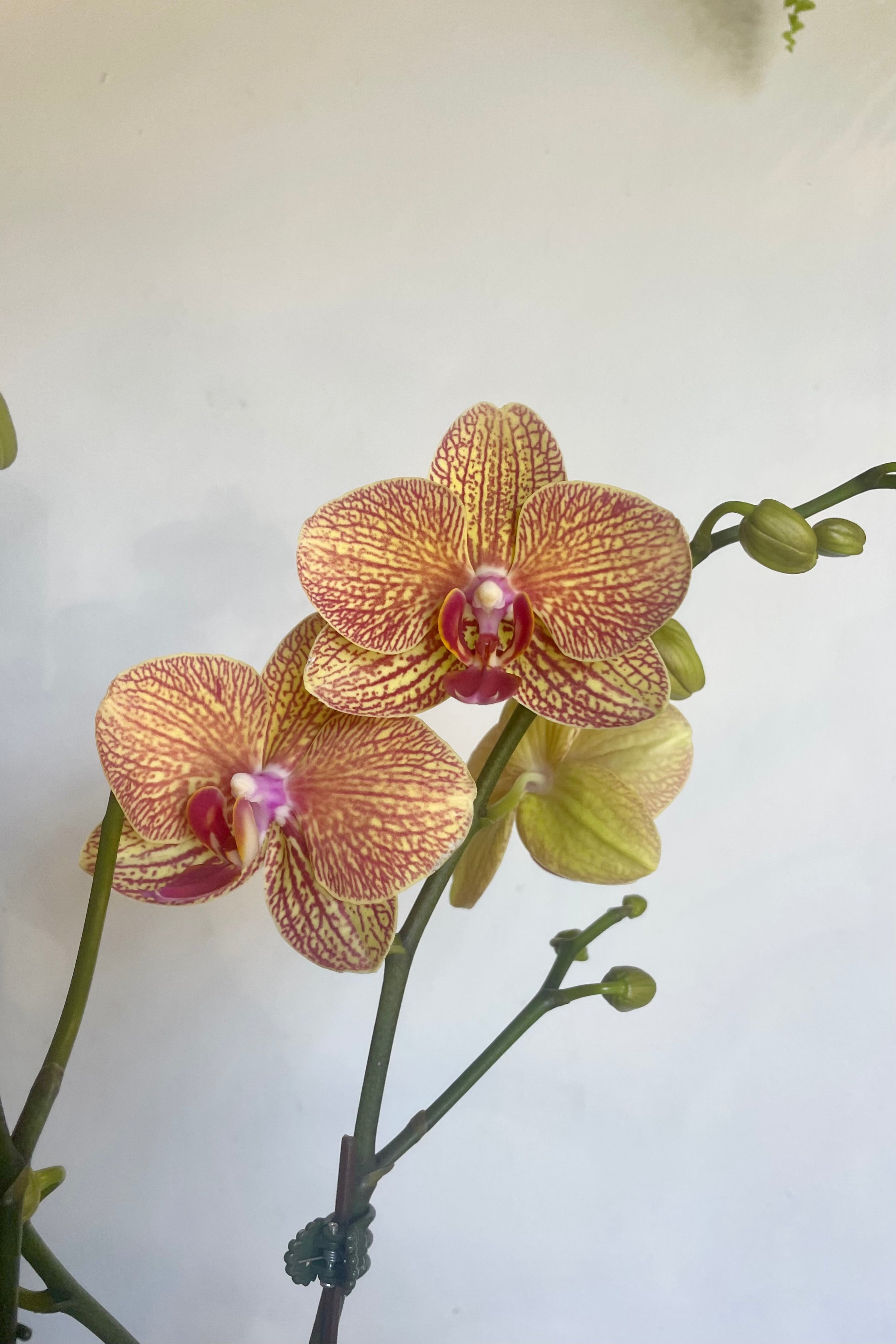 Photo of Phalaenopsis orchid flowers againtst a white wall. The flowers are coral and yellow with fuchsia veins throughout.