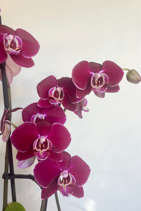 Photo of Phalaenopsis orchid flowers againtst a white wall. The flowers are deep fuchsia and white.