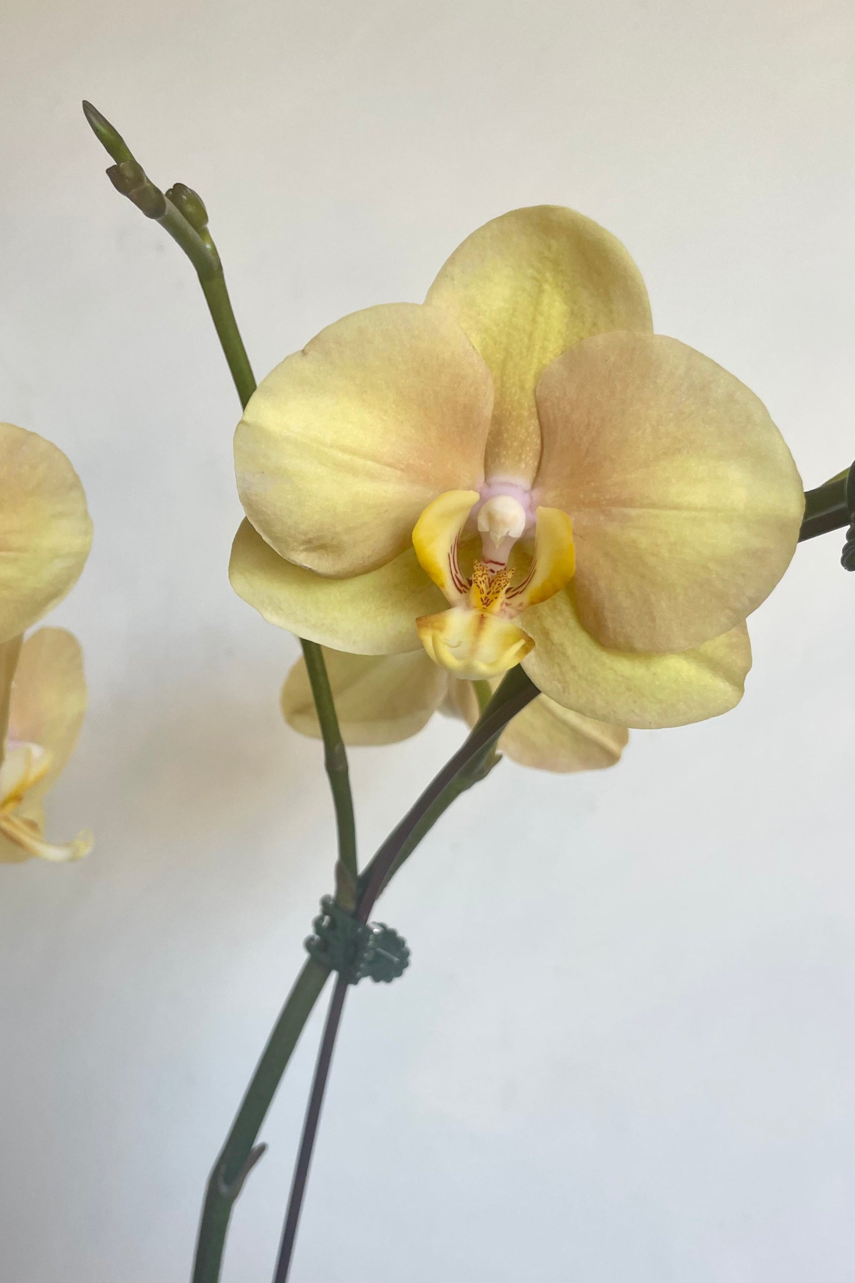 Photo of Phalaenopsis orchid flowers againtst a white wall. The flowers are pale gold and white in color. ©Sprout Home