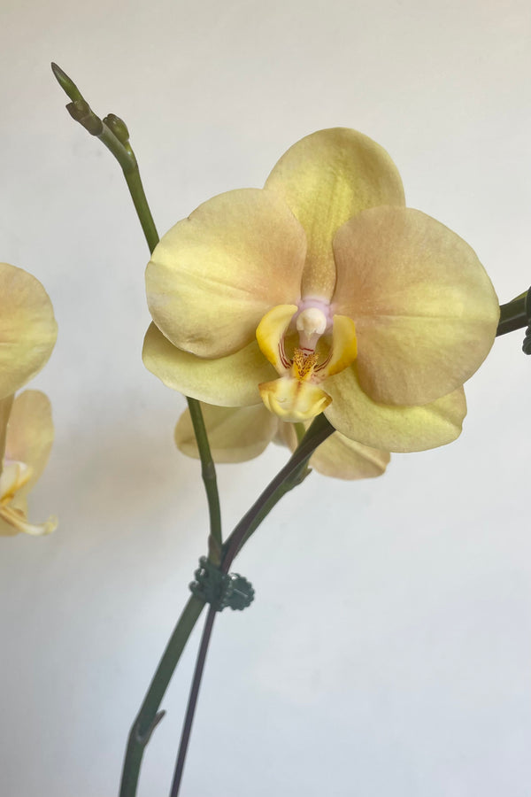Photo of Phalaenopsis orchid flowers againtst a white wall. The flowers are pale gold and white in color.