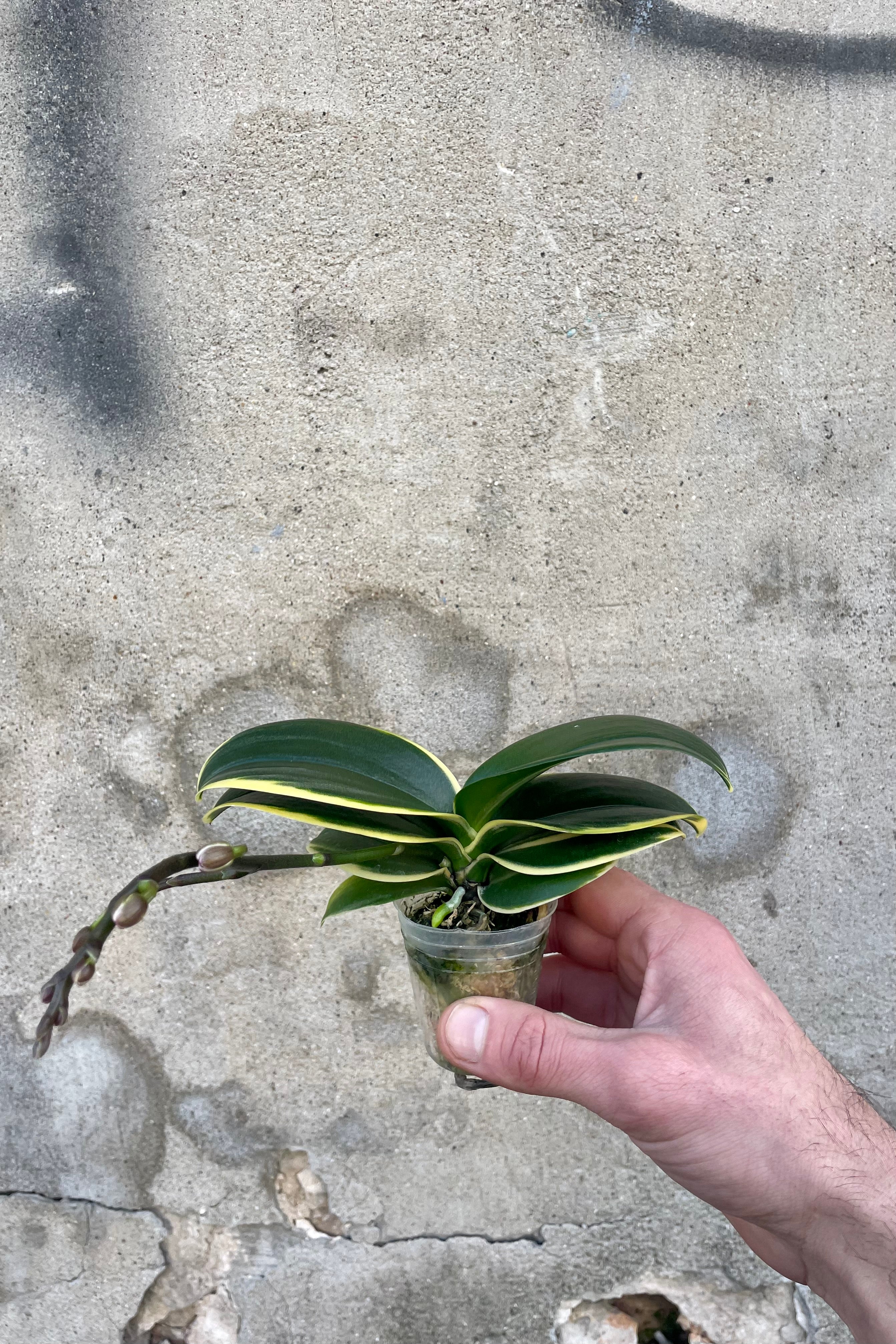 Photo of a hand holding variegated leaves yellow and green of Phalaenopsis orchie with a flower spike against a cement wall.