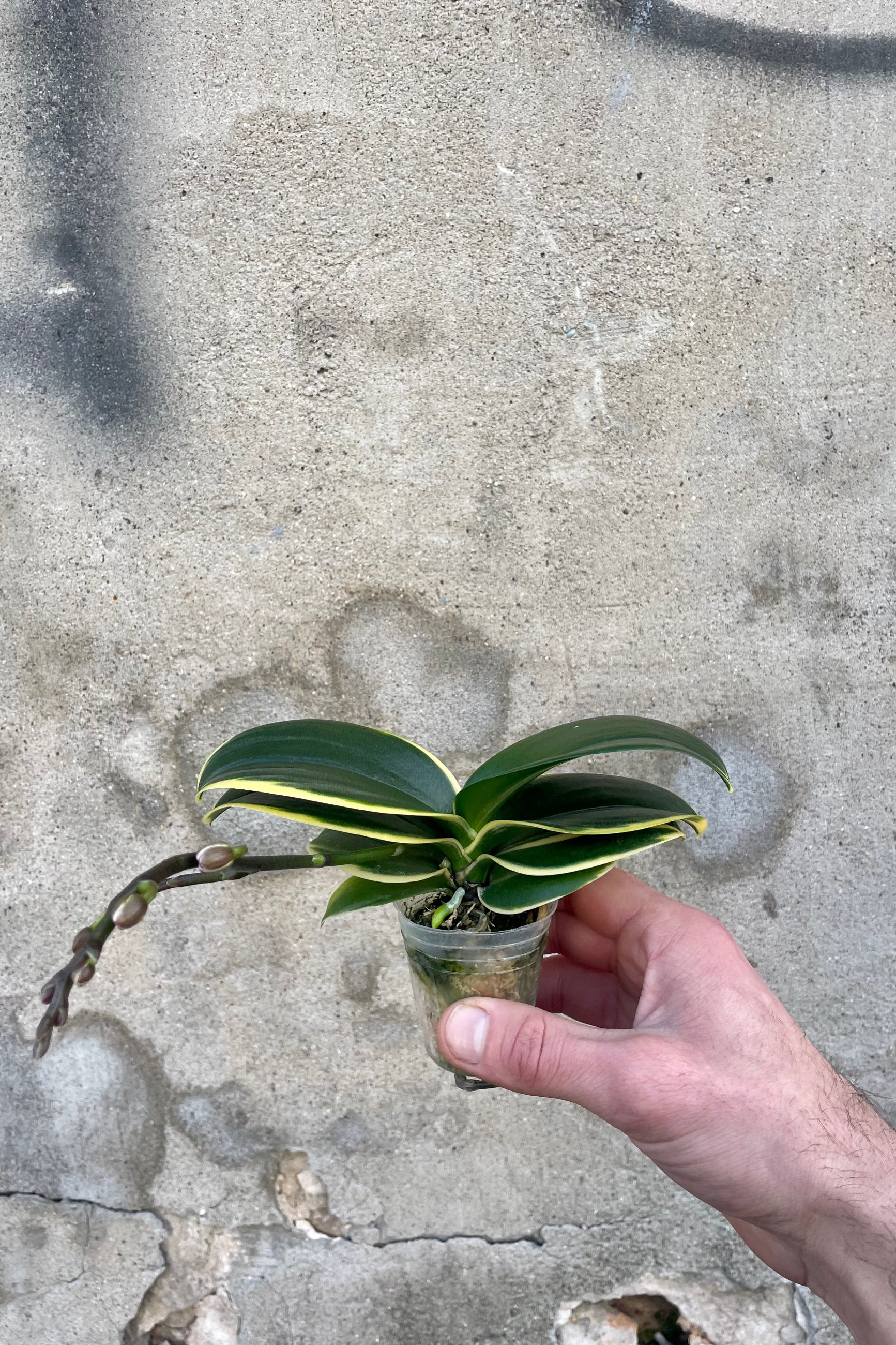 Photo of a hand holding variegated leaves yellow and green of Phalaenopsis orchie with a flower spike against a cement wall. ©Sprout Home