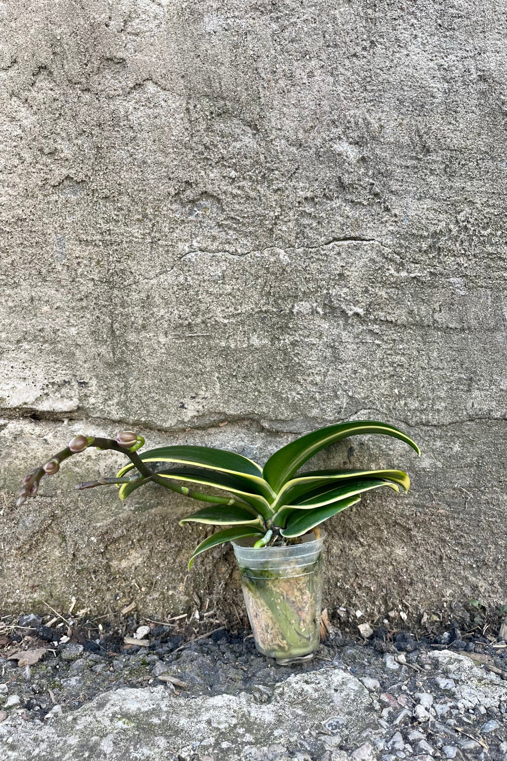 Photo of variegated leaves yellow and green of Phalaenopsis orchie with a flower spike against a cement wall. ©Sprout Home