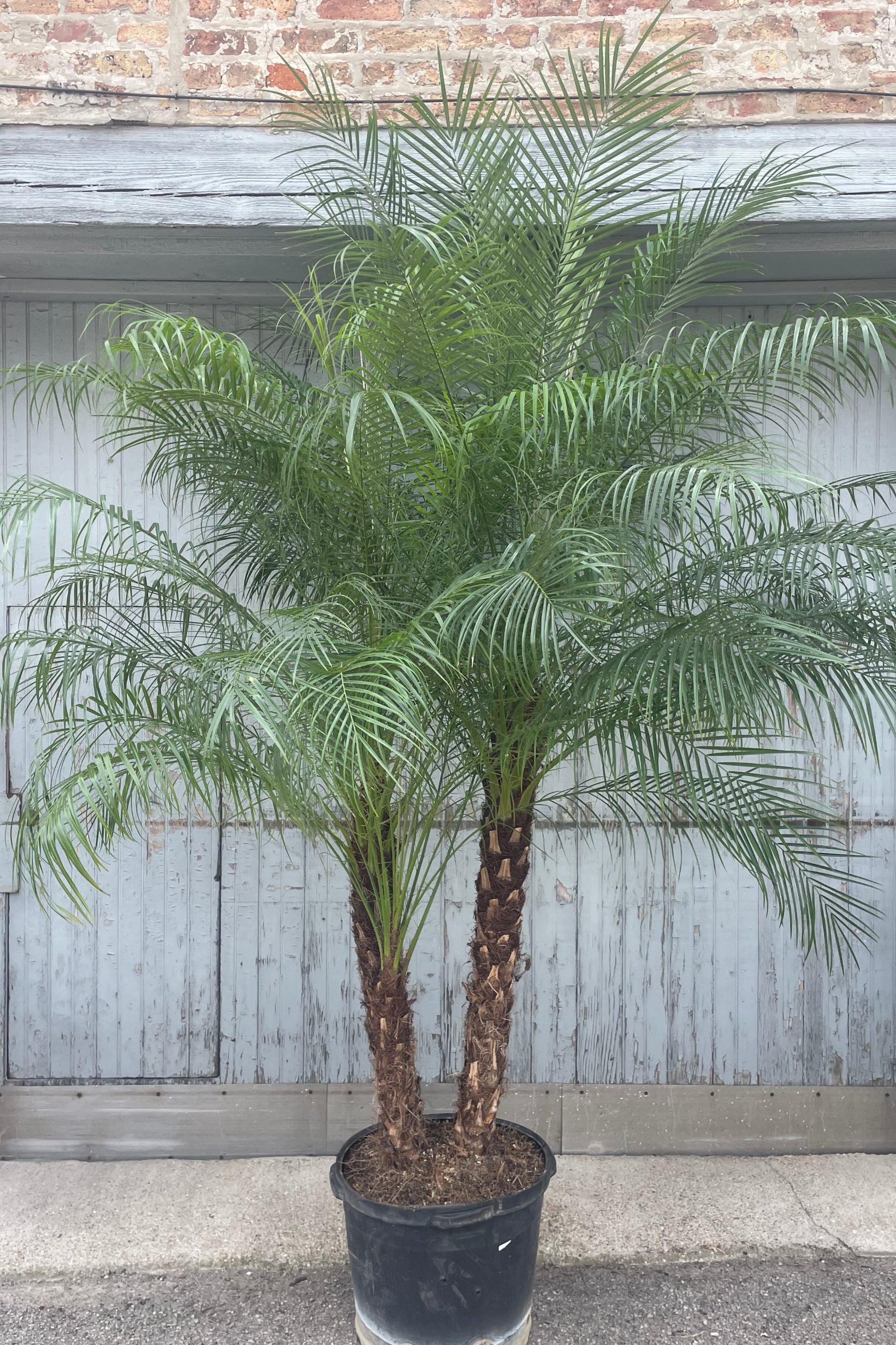 Photo of a large, multi trunk palm with brown, textured stems and lush, narrow green leaves in front of a gray and brick wall. The palm tree is shown in a black pot in front of a gray wall and is the pygmy date palm Phoenix roebelinii. ©Sprout Home