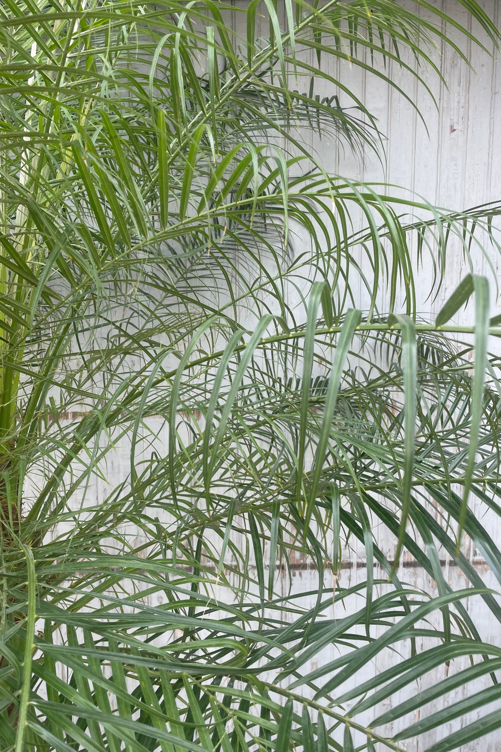 Close photo of narrow palm leaves in front of a gray wall. The green leaves belong to the pygmy date palm Phoenix roebelinii. ©Sprout Home