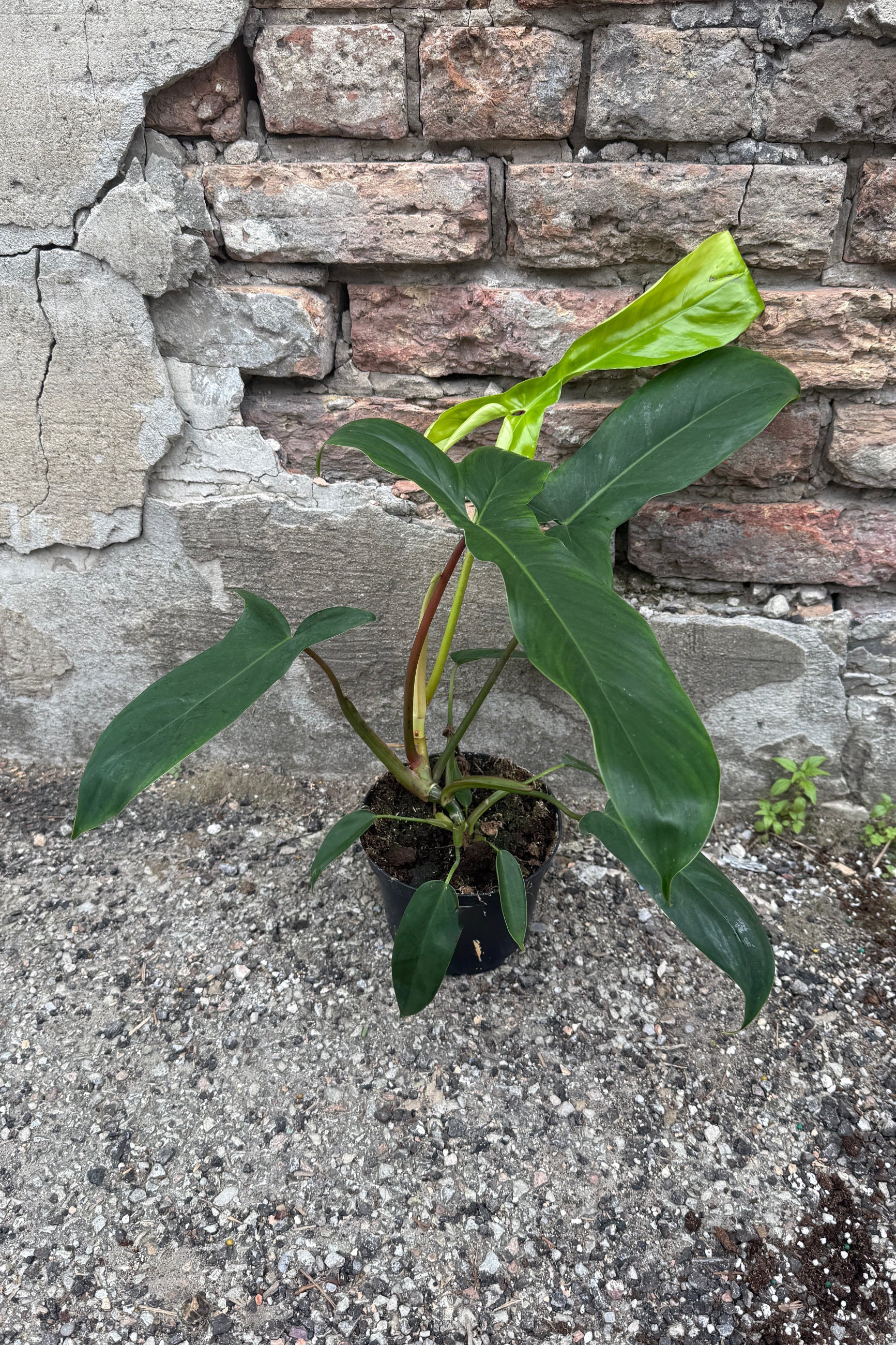 Philodendron 69686 6"plant on a concrete surface with a stone wall background ©Sprout Home