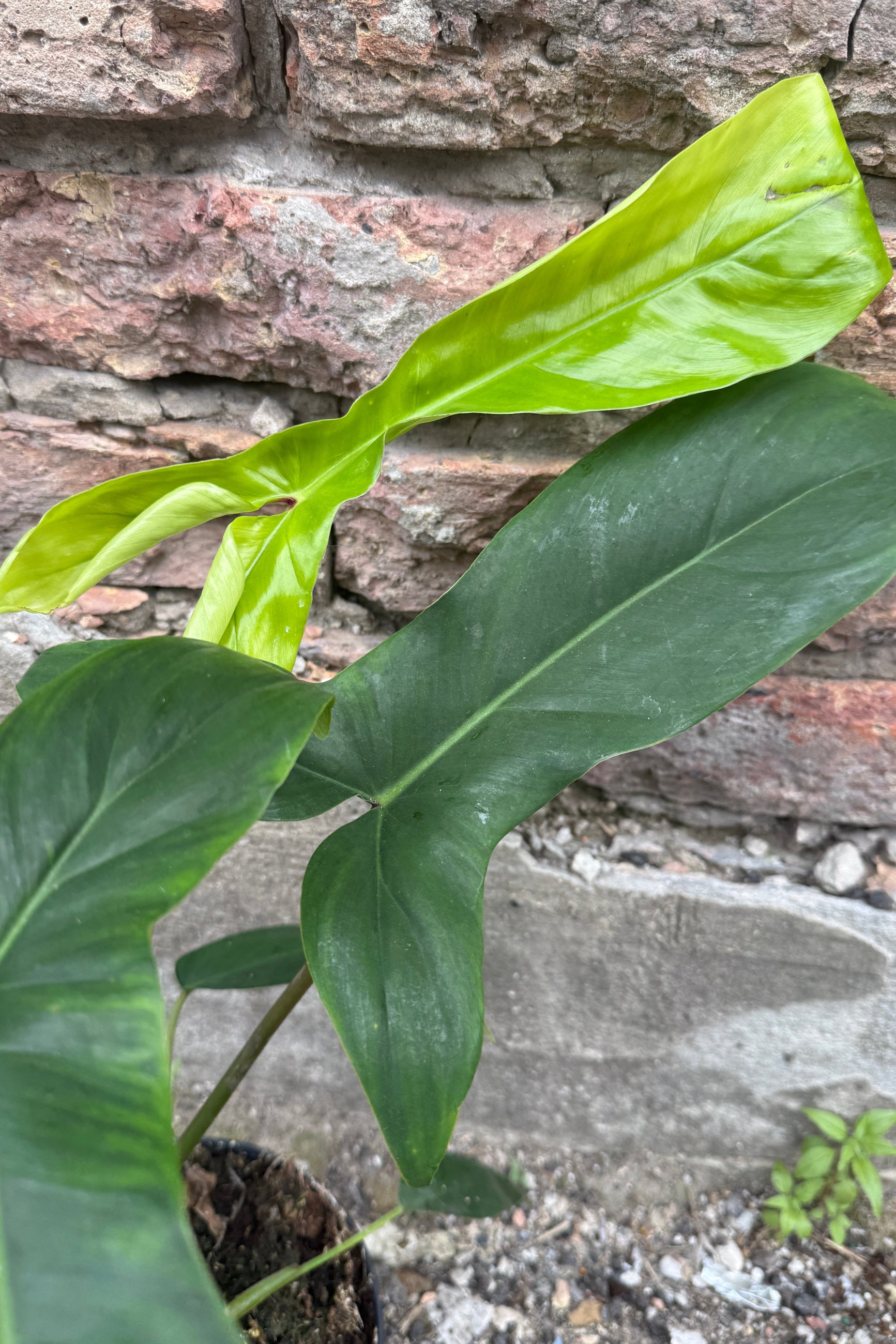 Philodendron 69686 leaves up close ©Sprout Home