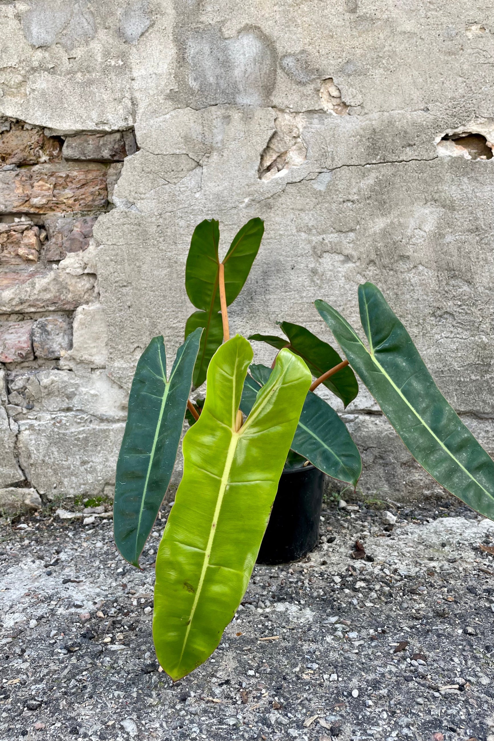 Photo of green leaves and orange stems of Philodendron billietiae in a black pot against a cement wall. ©Sprout Home
