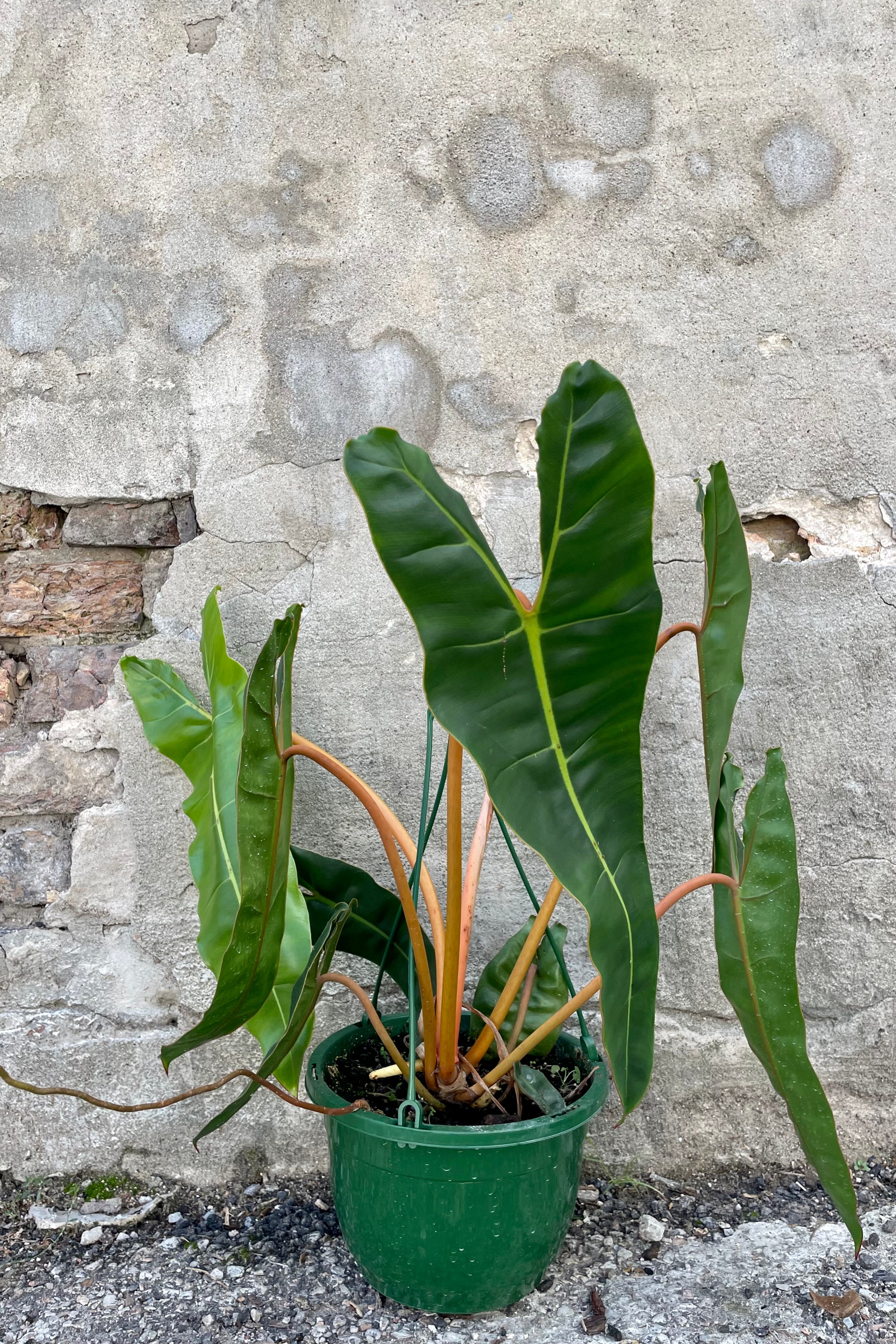 Photo of Philodendron billietiae houseplant in a green pot against a cement wall showing long green leaves and arching orange stems.